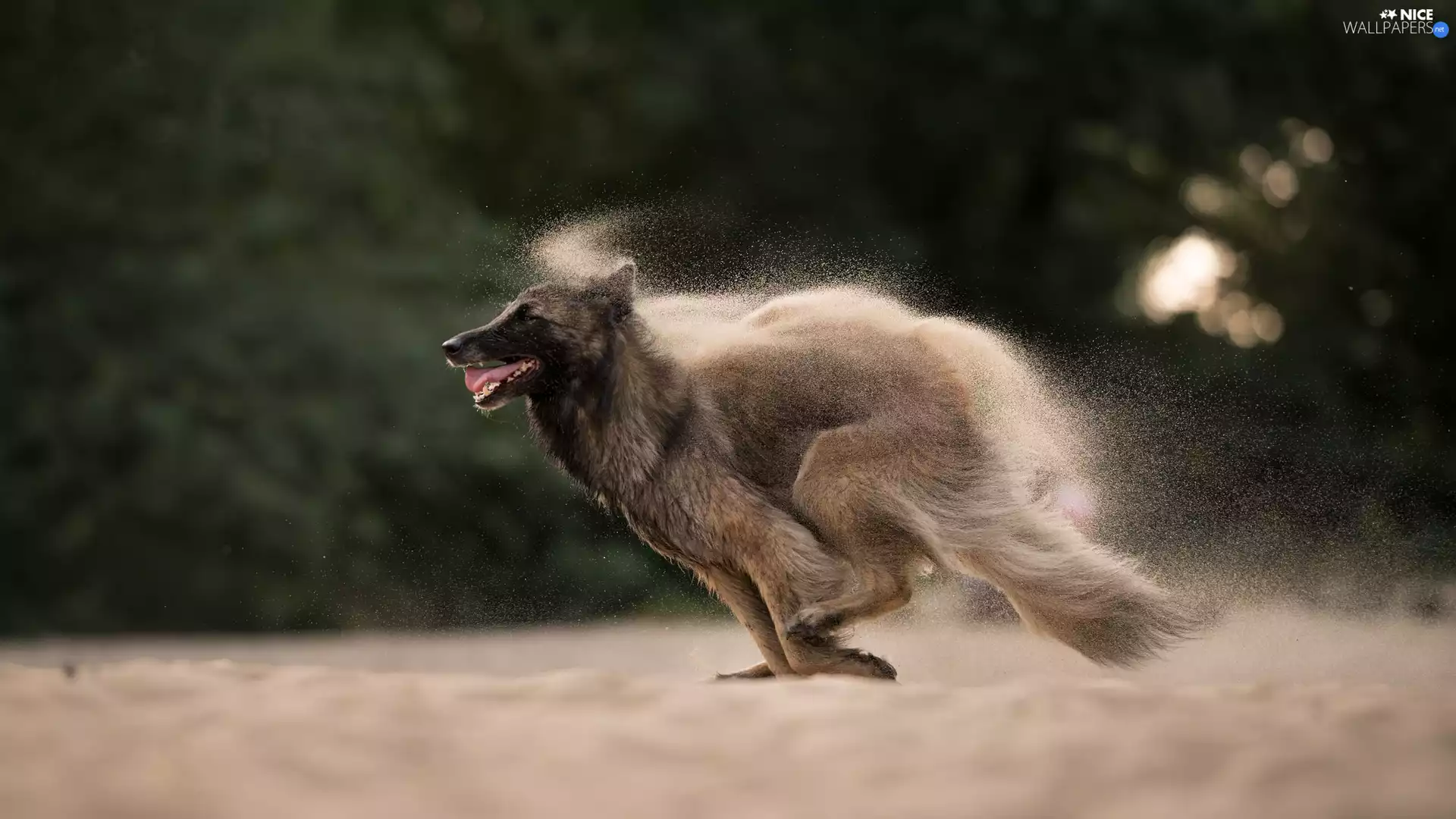 running, Belgian Shepherd Malinois, Sand, dog
