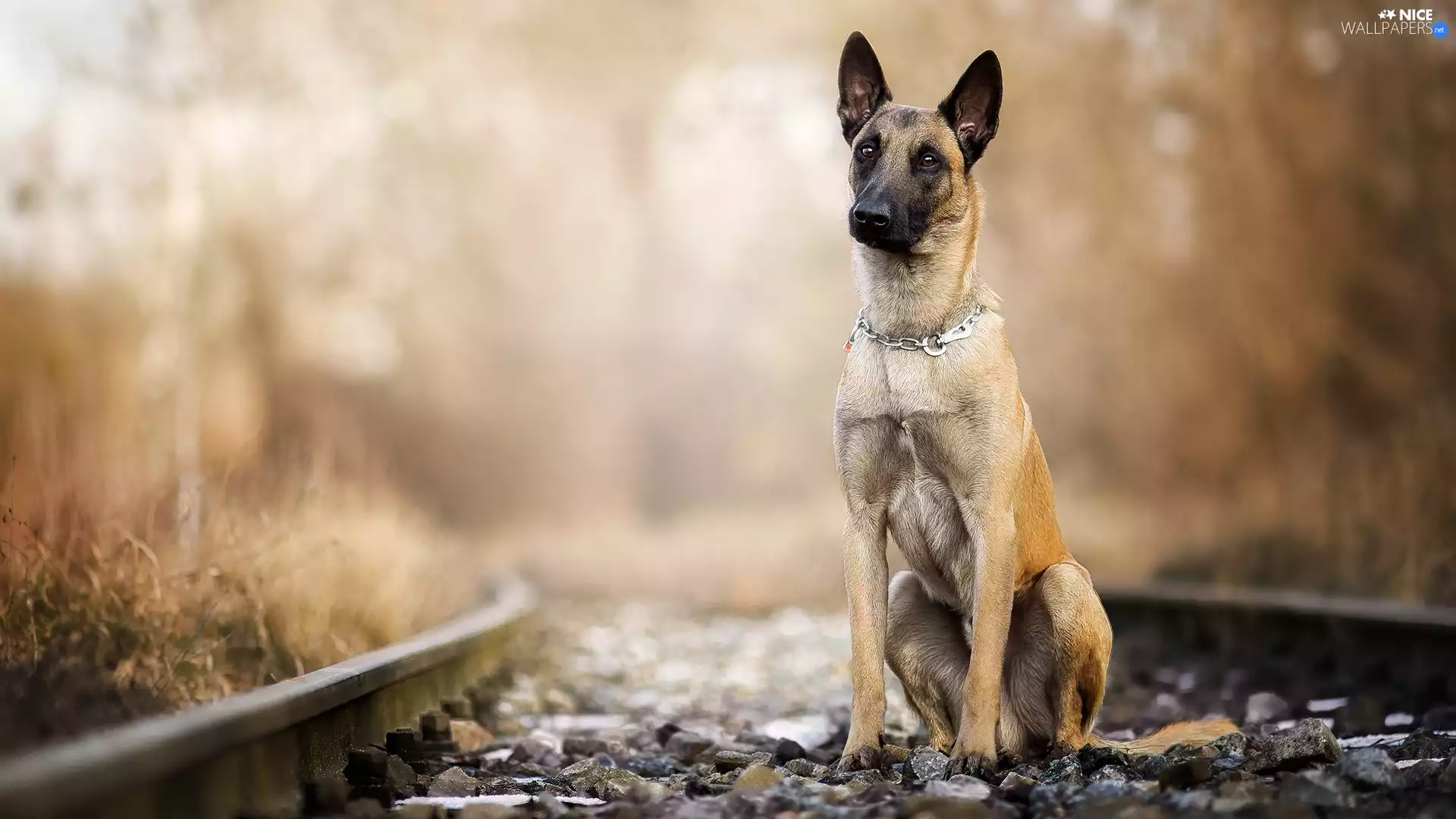 ##, dog, fuzzy, Plants, Stones, Belgian Shepherd Malinois