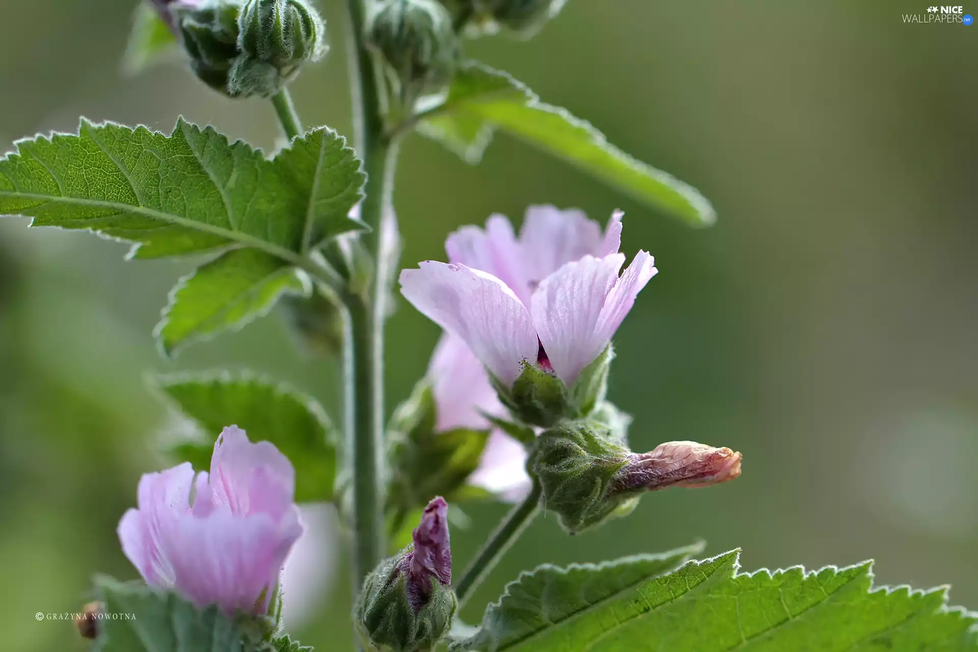 Colourfull Flowers, Pink, mallow