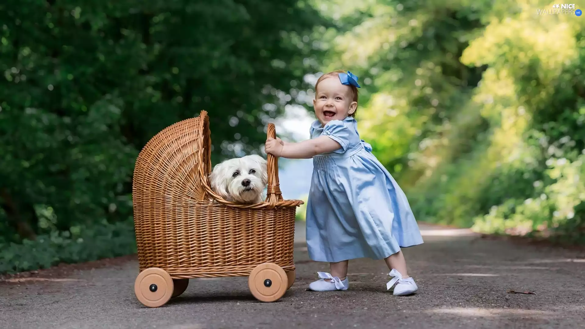 dress, girl, dog, Maltese, trolley, Blue