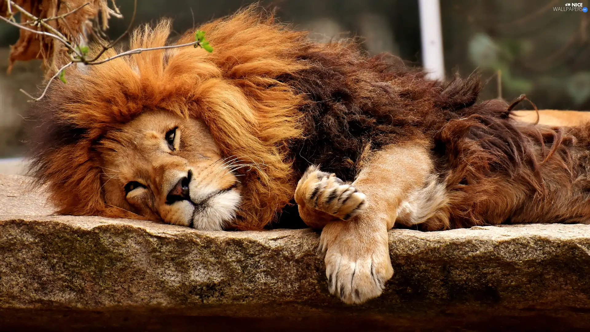 lying, mane, The look, Lion