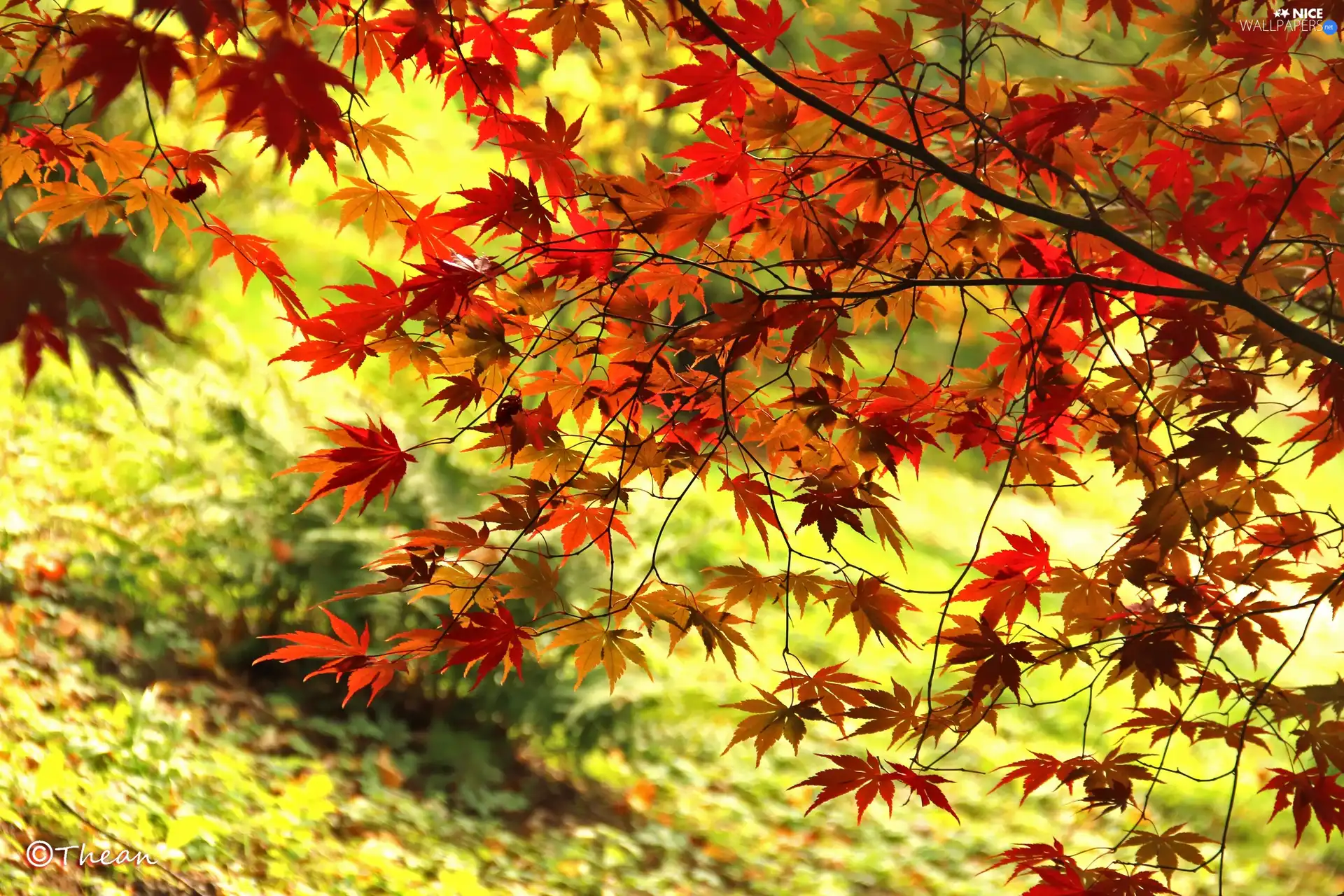 autumn, Leaf, Maple Palm