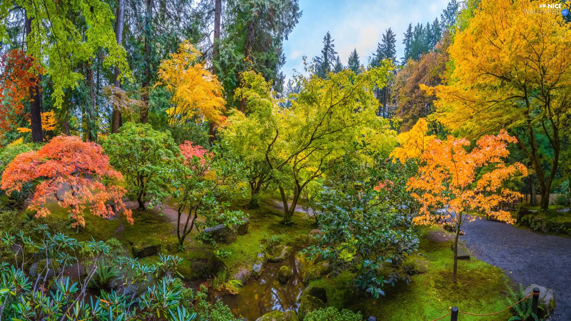 viewes, Japanese Garden, maple, autumn, color, trees