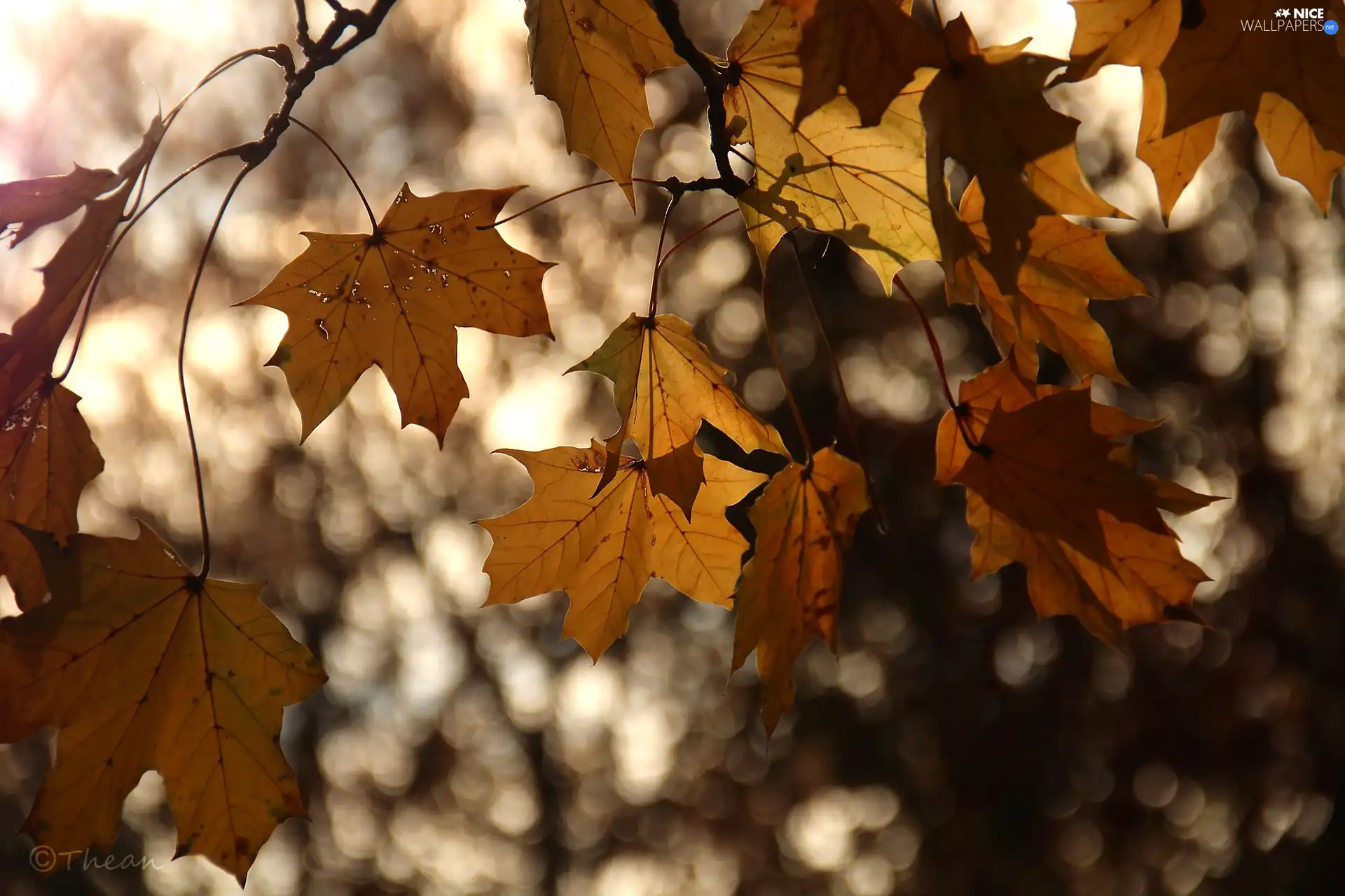 maple, Autumn, Leaf