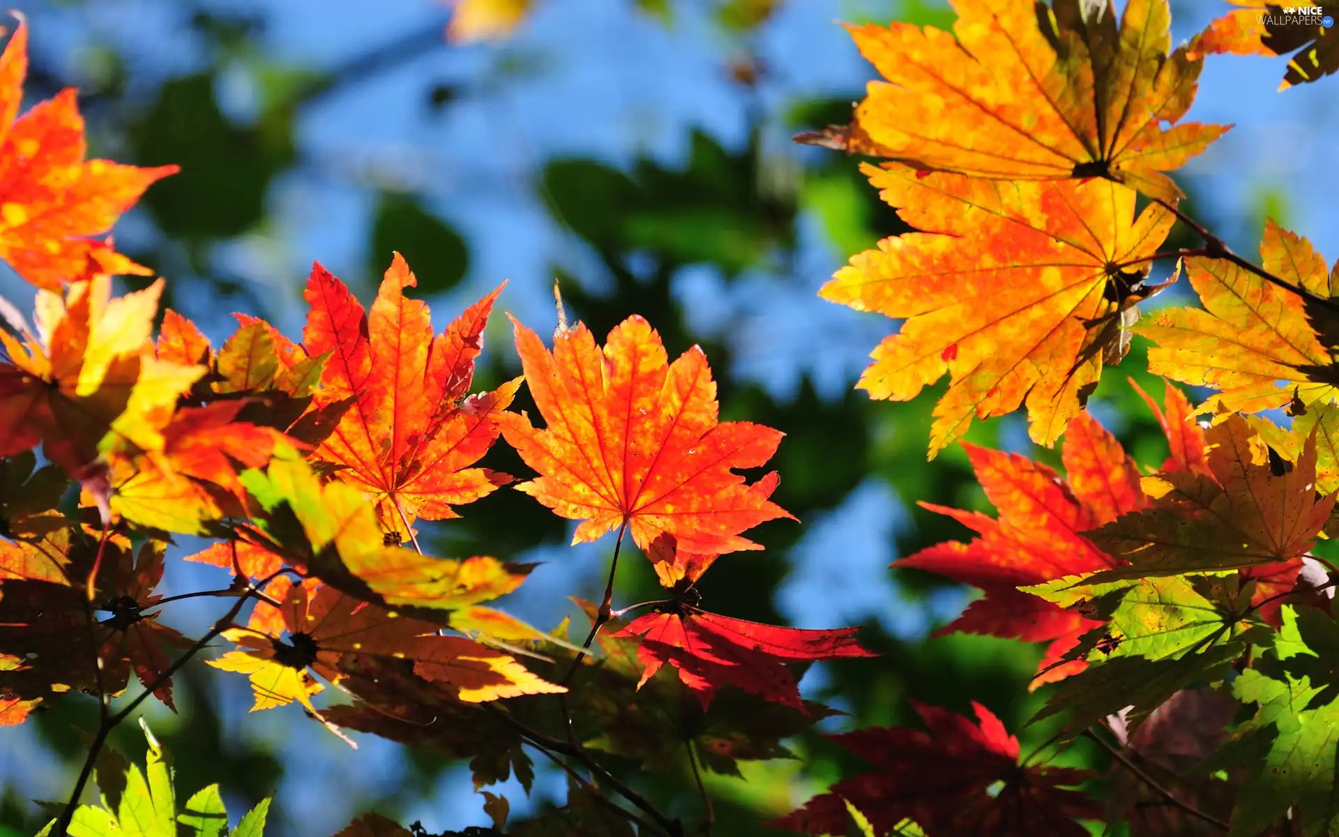 maple, color, Leaf