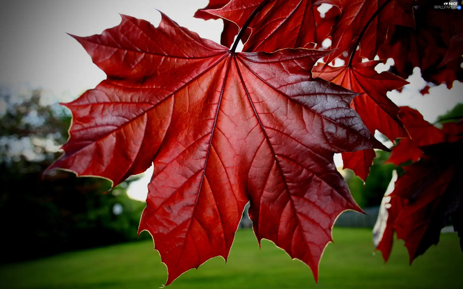 maple, Red, Leaf