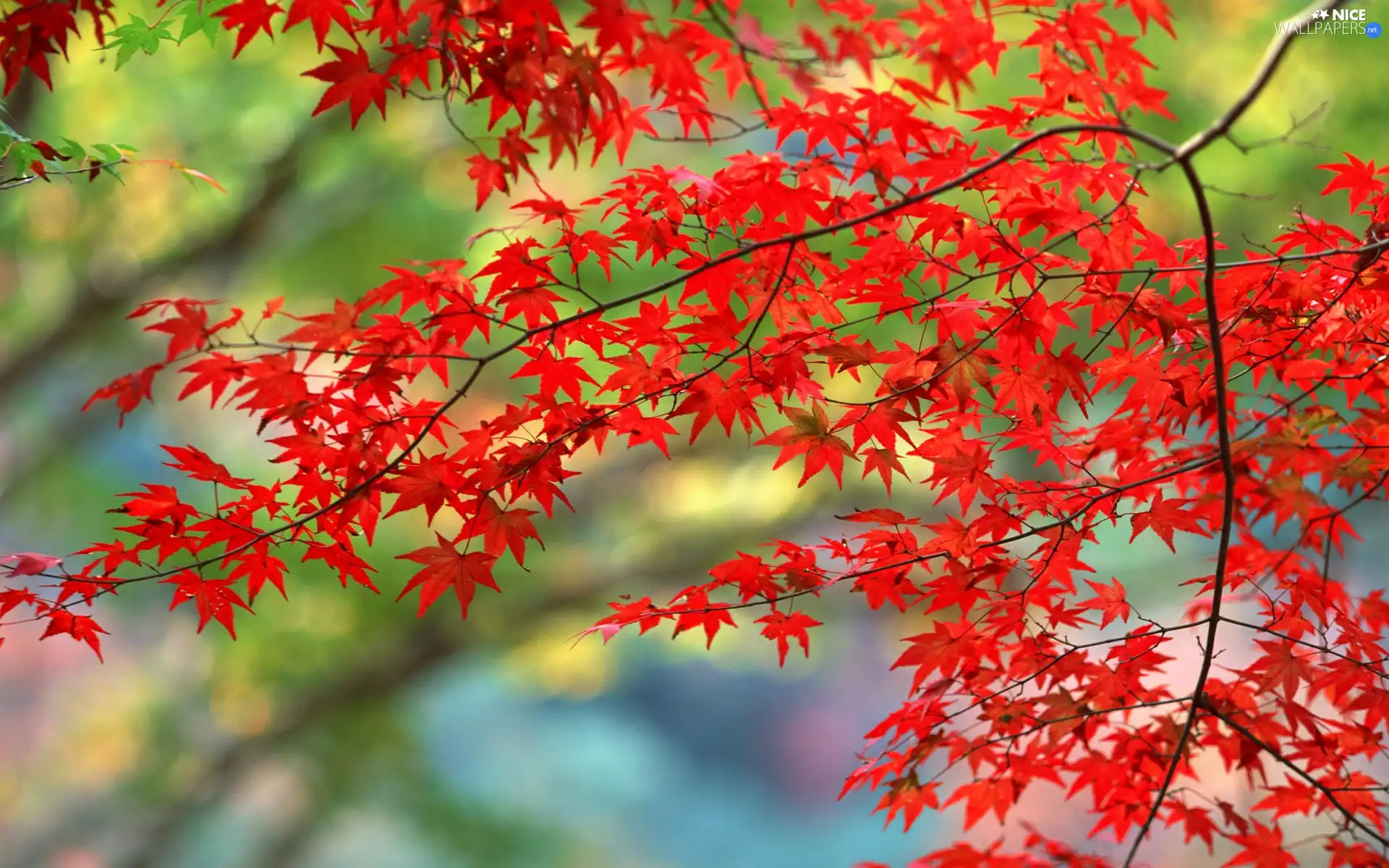 branch pics, Red, maple, Leaf