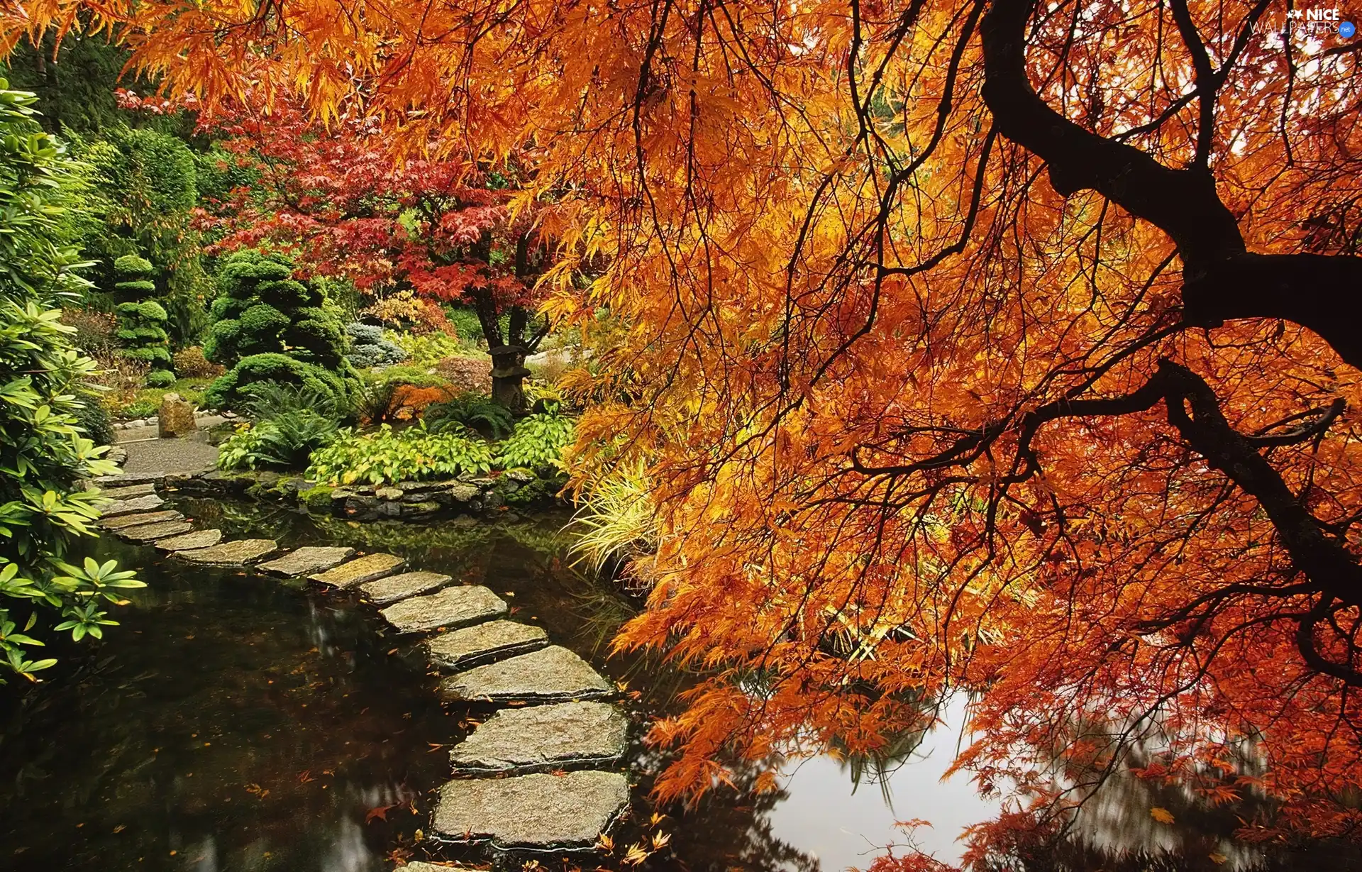 maple, Garden, pond