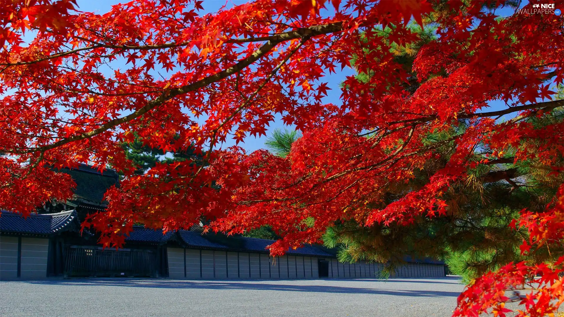 maple, autumn, Red