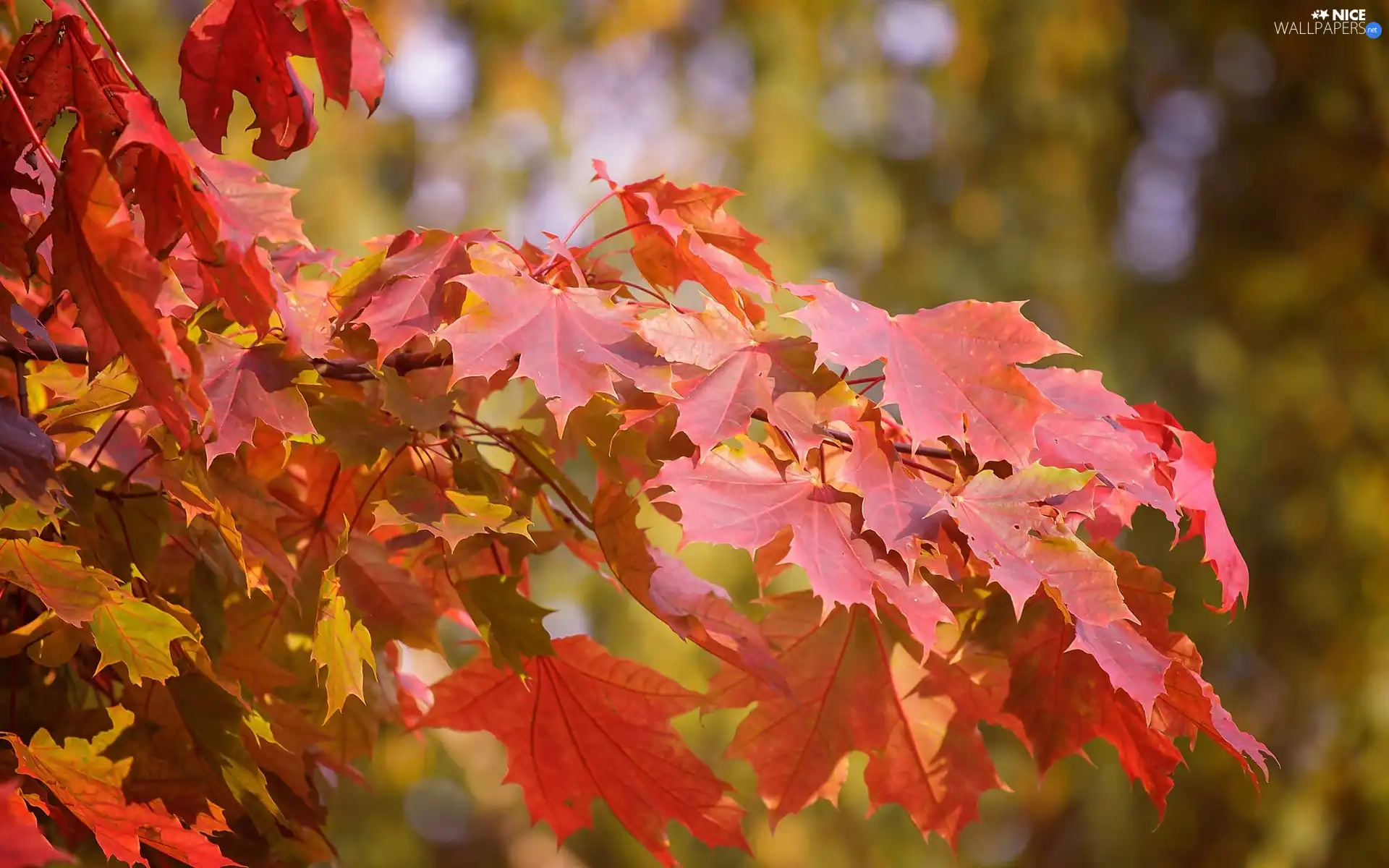 maple, Leaf, trees