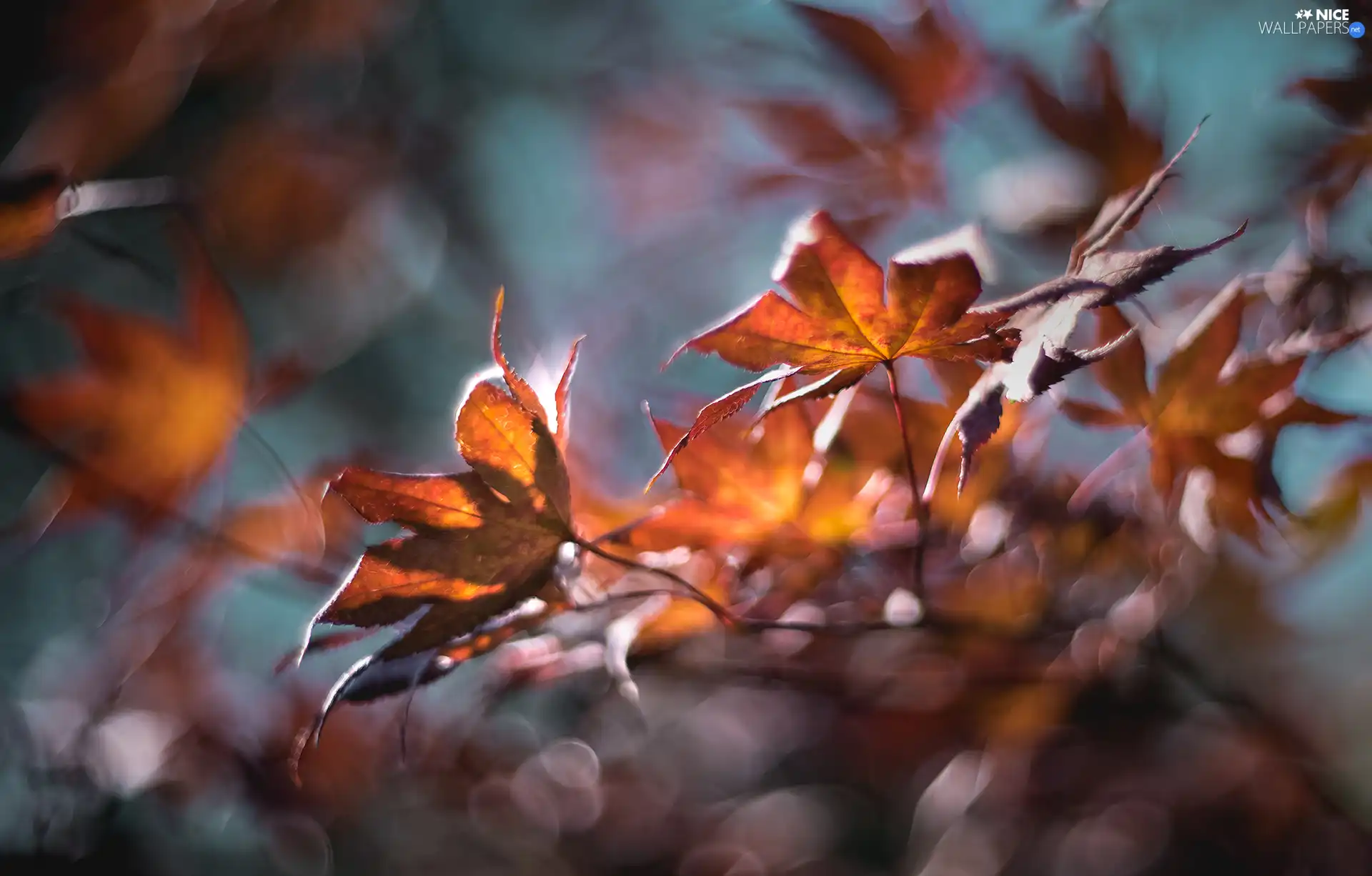 maple, Leaf, withered