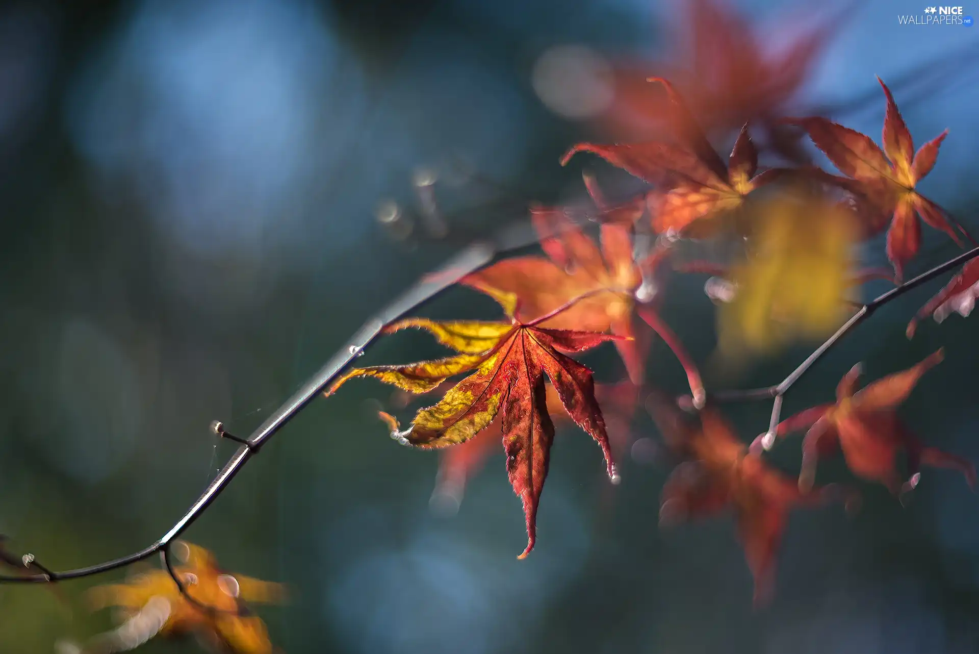 Leaf, maple, Yellow, Autumn, twig