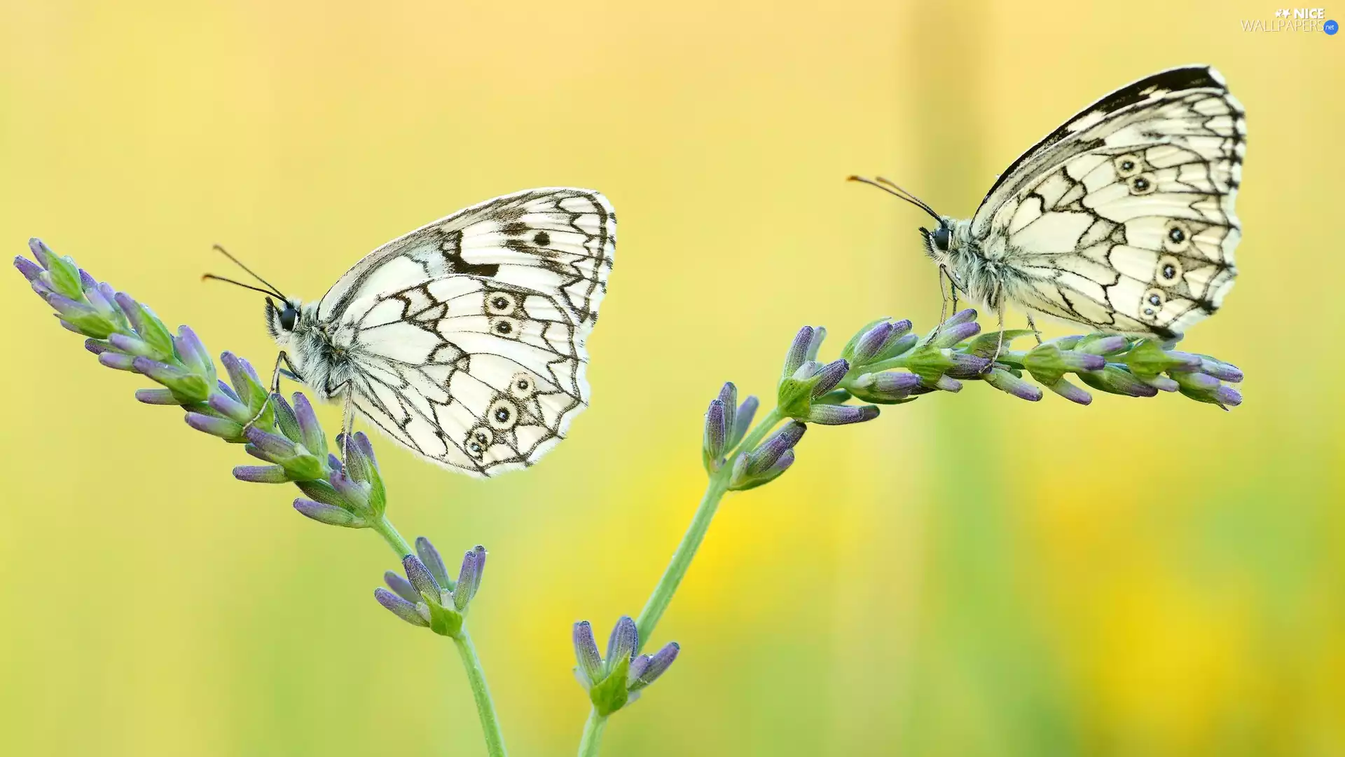 Flowers, stalk, butterflies, marbled chessboard, Two cars