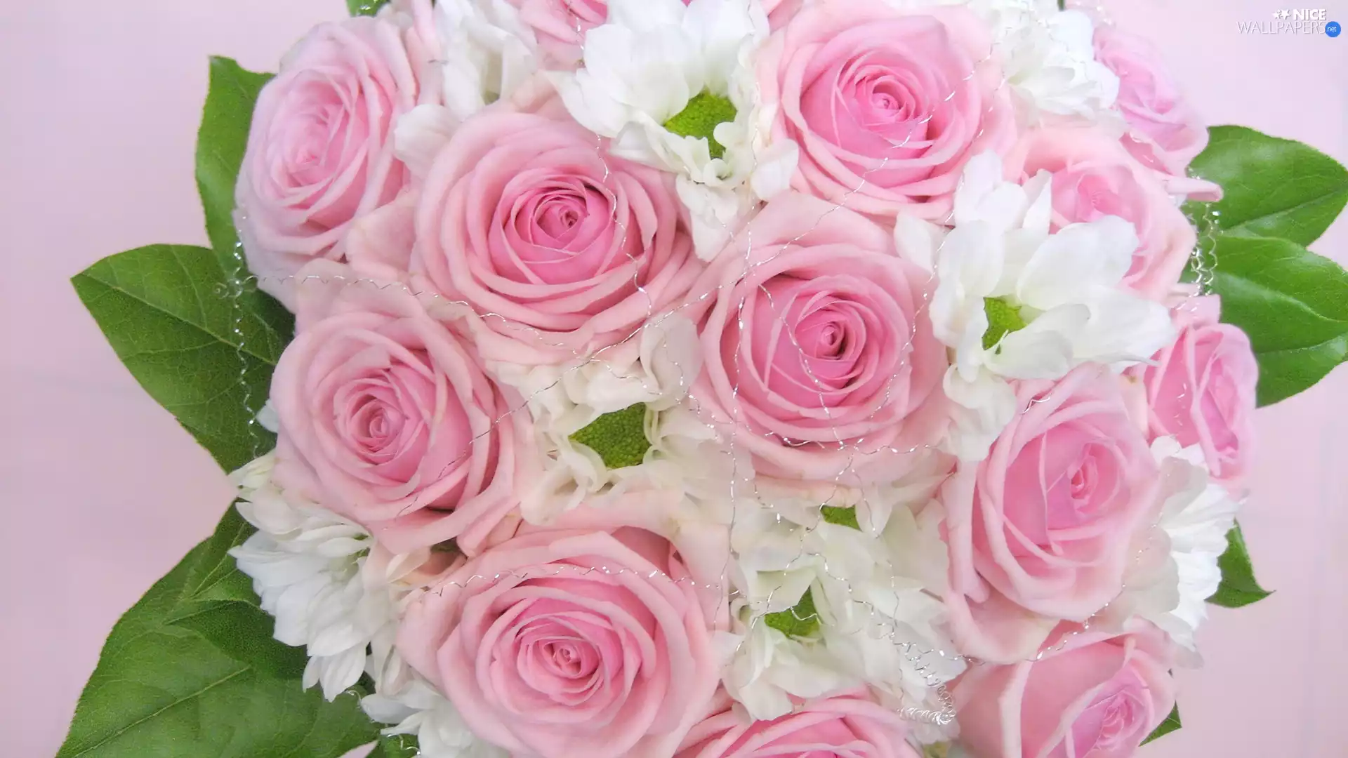 marguerites, bouquet, rouge