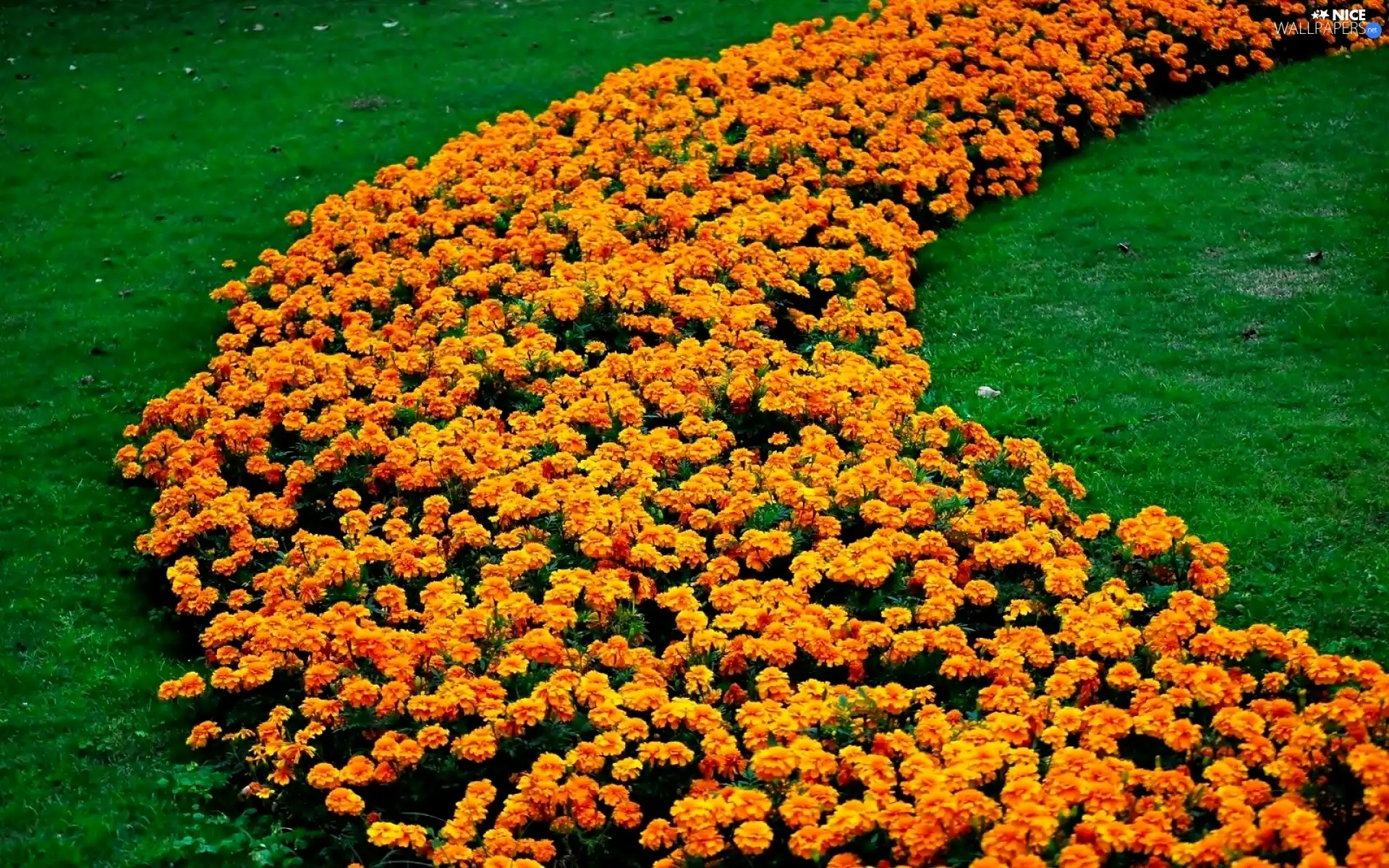 marigold was, grass