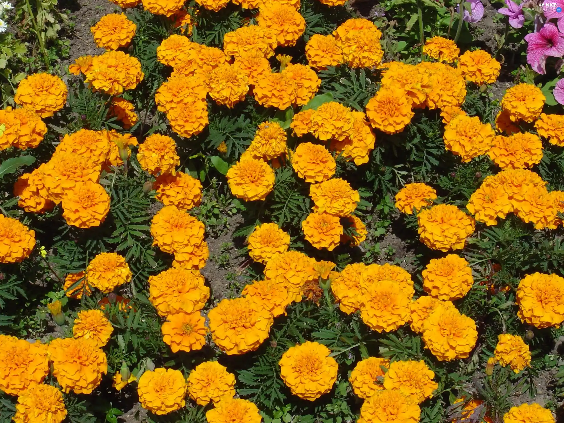 Yellow, marigold