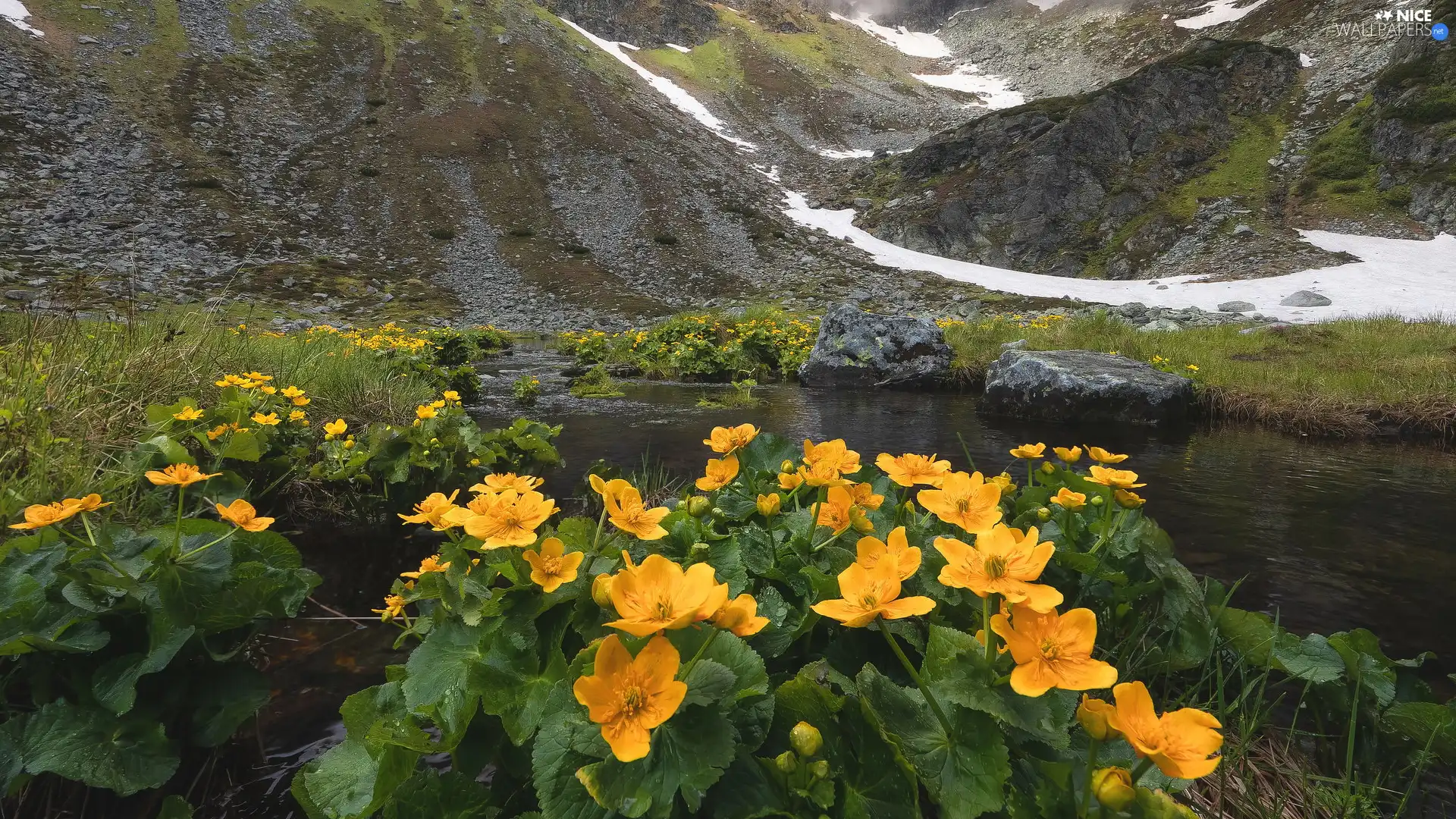 Yellow, snow, Marsh-Marigold, River, Mountains, Flowers, marigolds