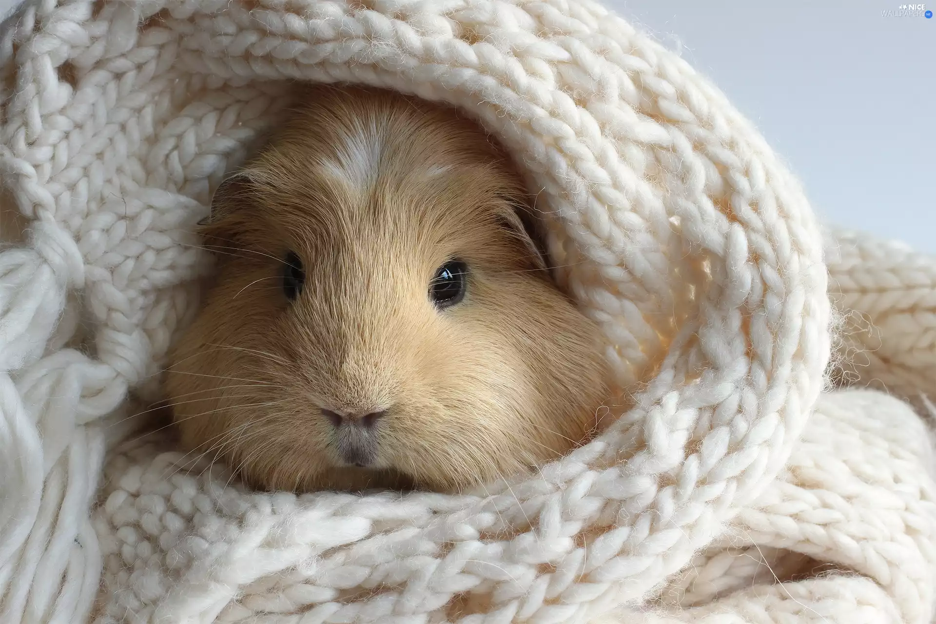 Scarf, guinea pig, maritime