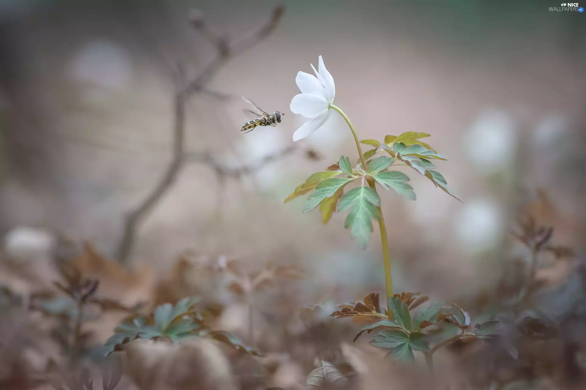 Colourfull Flowers, Insect, Marmalade Hoverfly, anemone