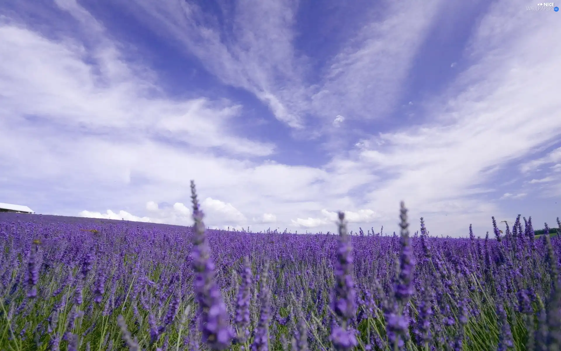 lavender, marsh