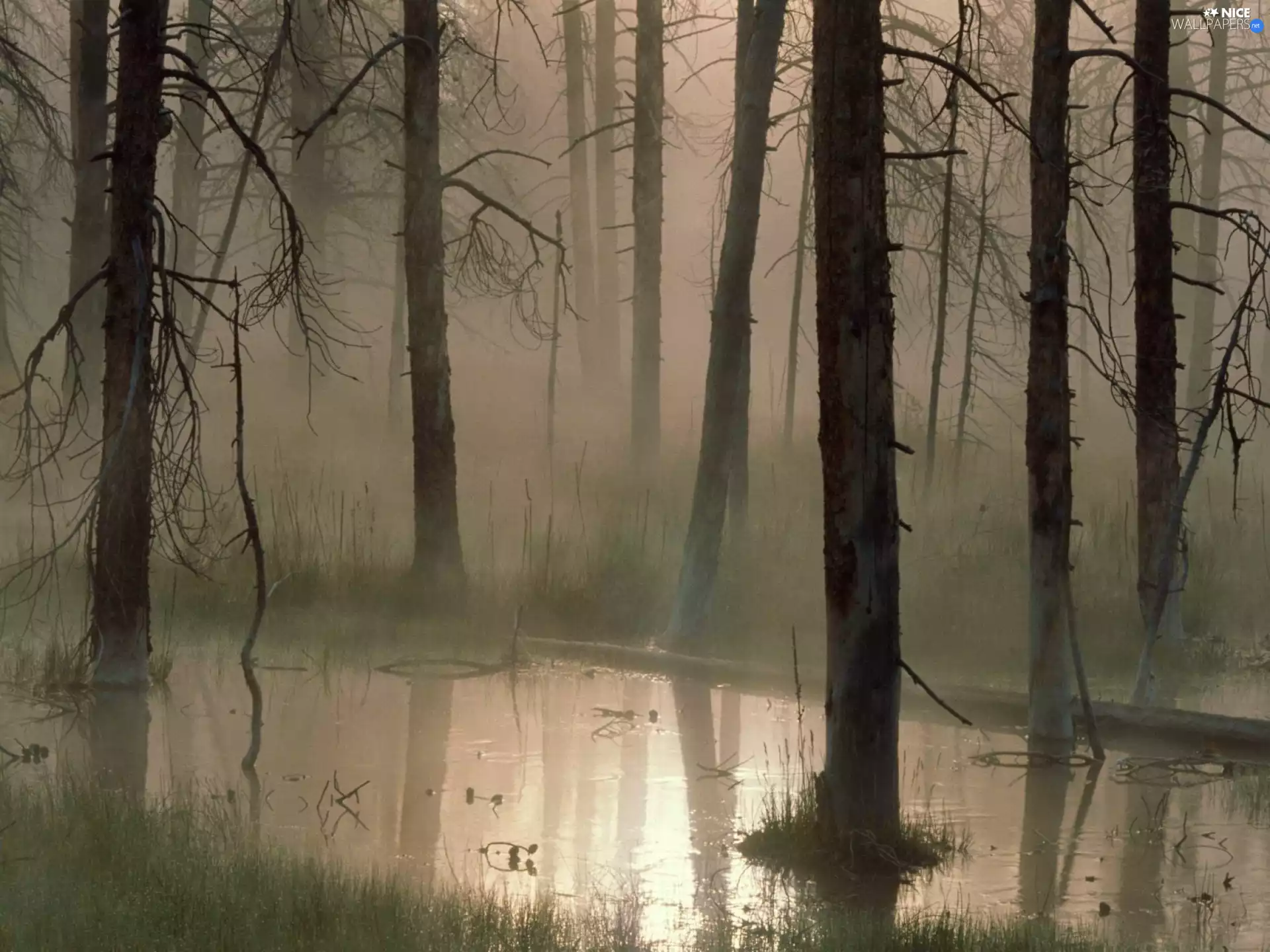 marshland, forest, Dusk