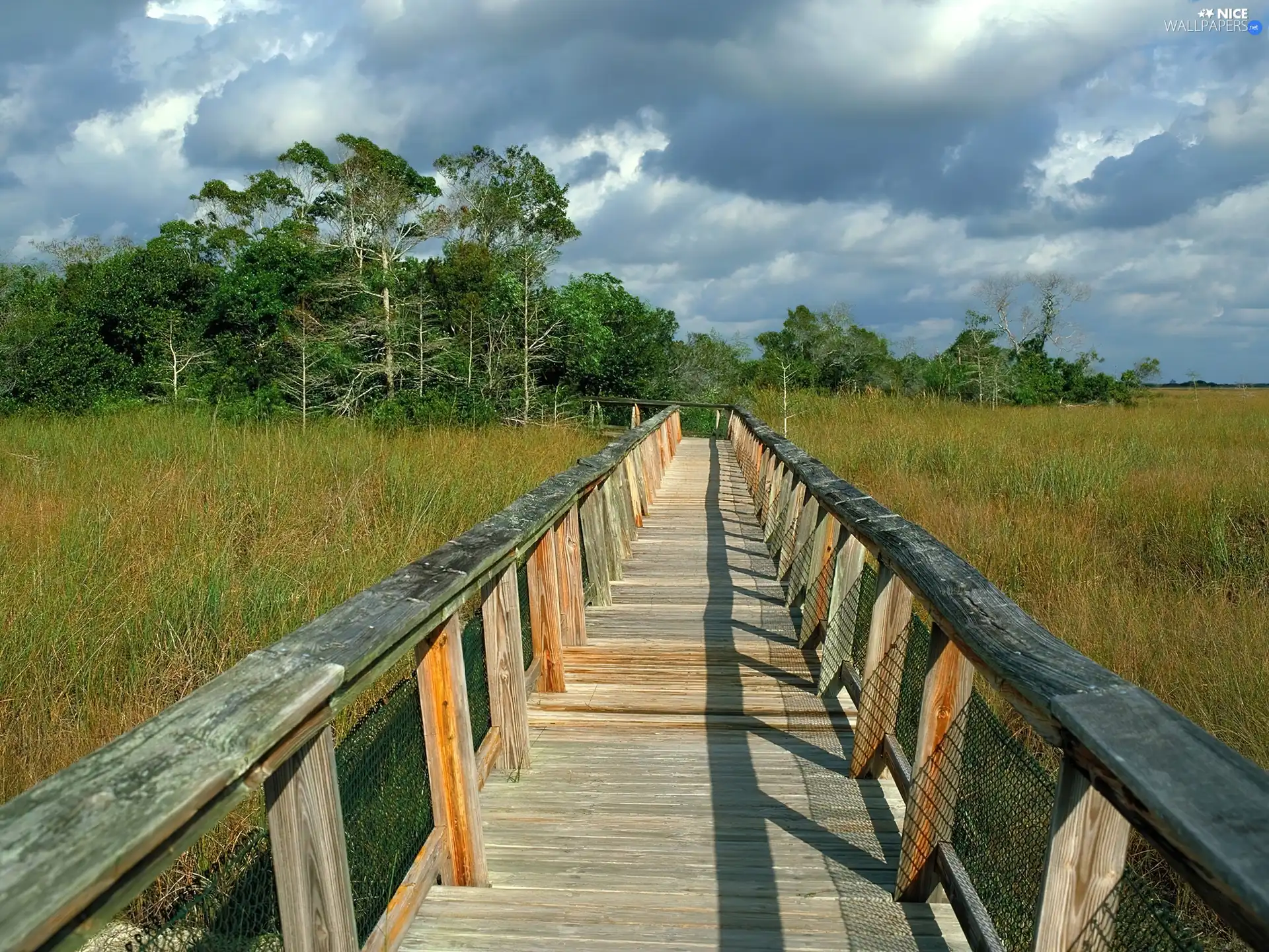 marshland, Wooden, footbridge