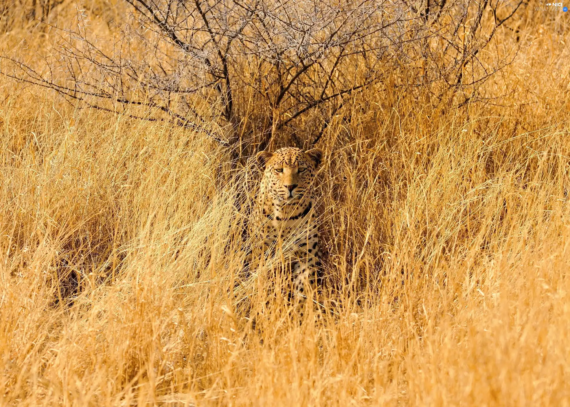 masking, Chatter, Leopards