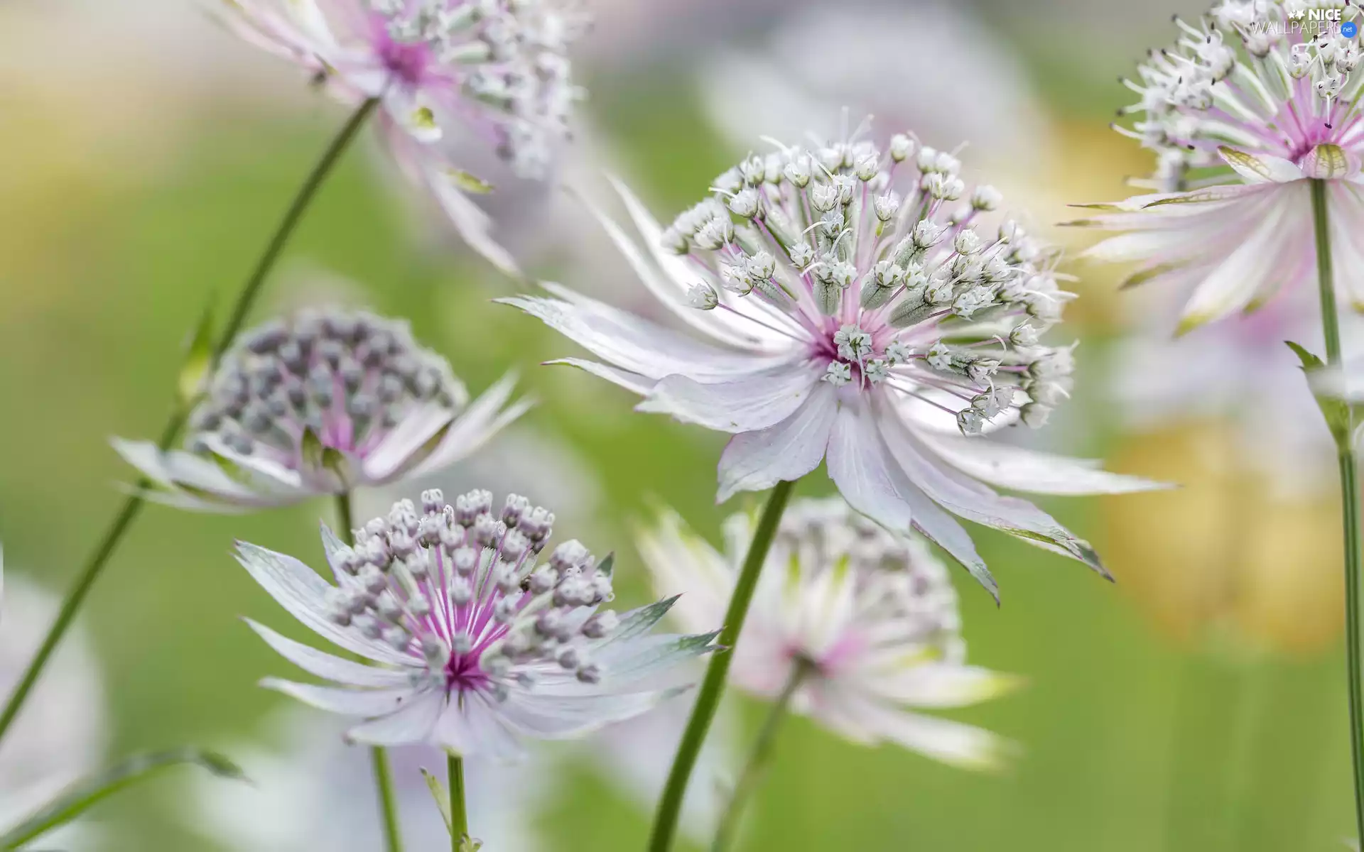 Close, Flowers, Great Masterwort