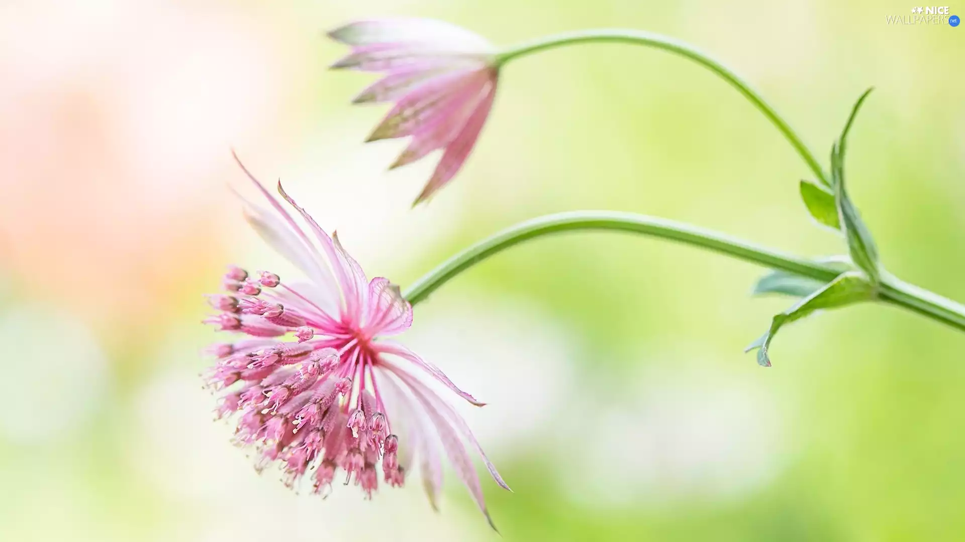 Close, blur, Great Masterwort, bud, Colourfull Flowers