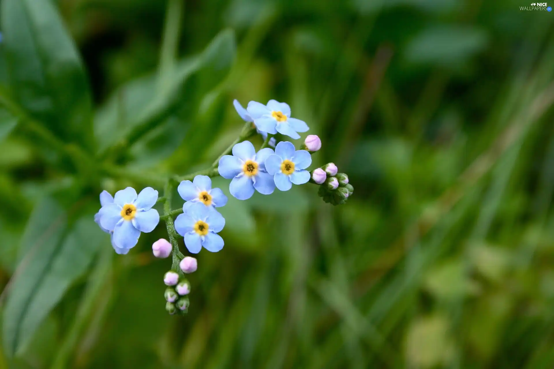 forget-me-not