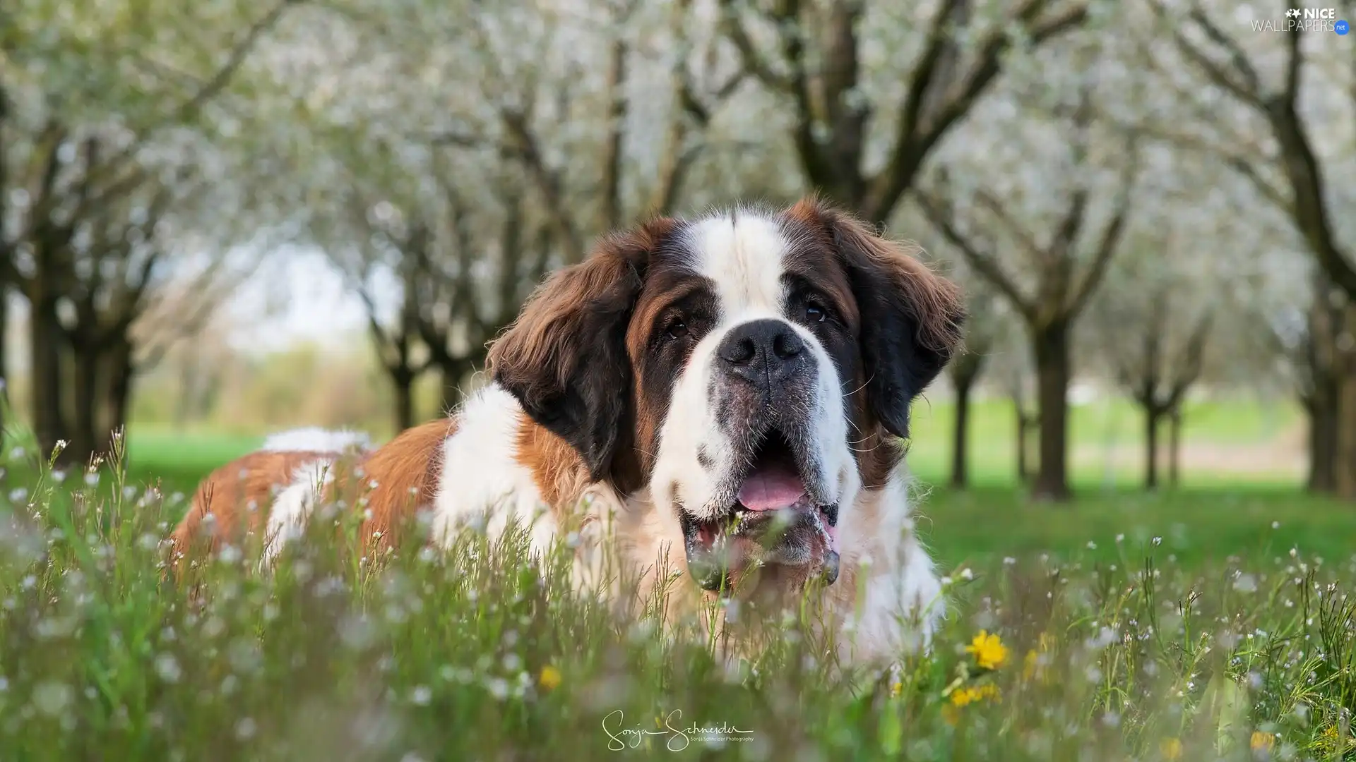 Meadow, dog, Bernard