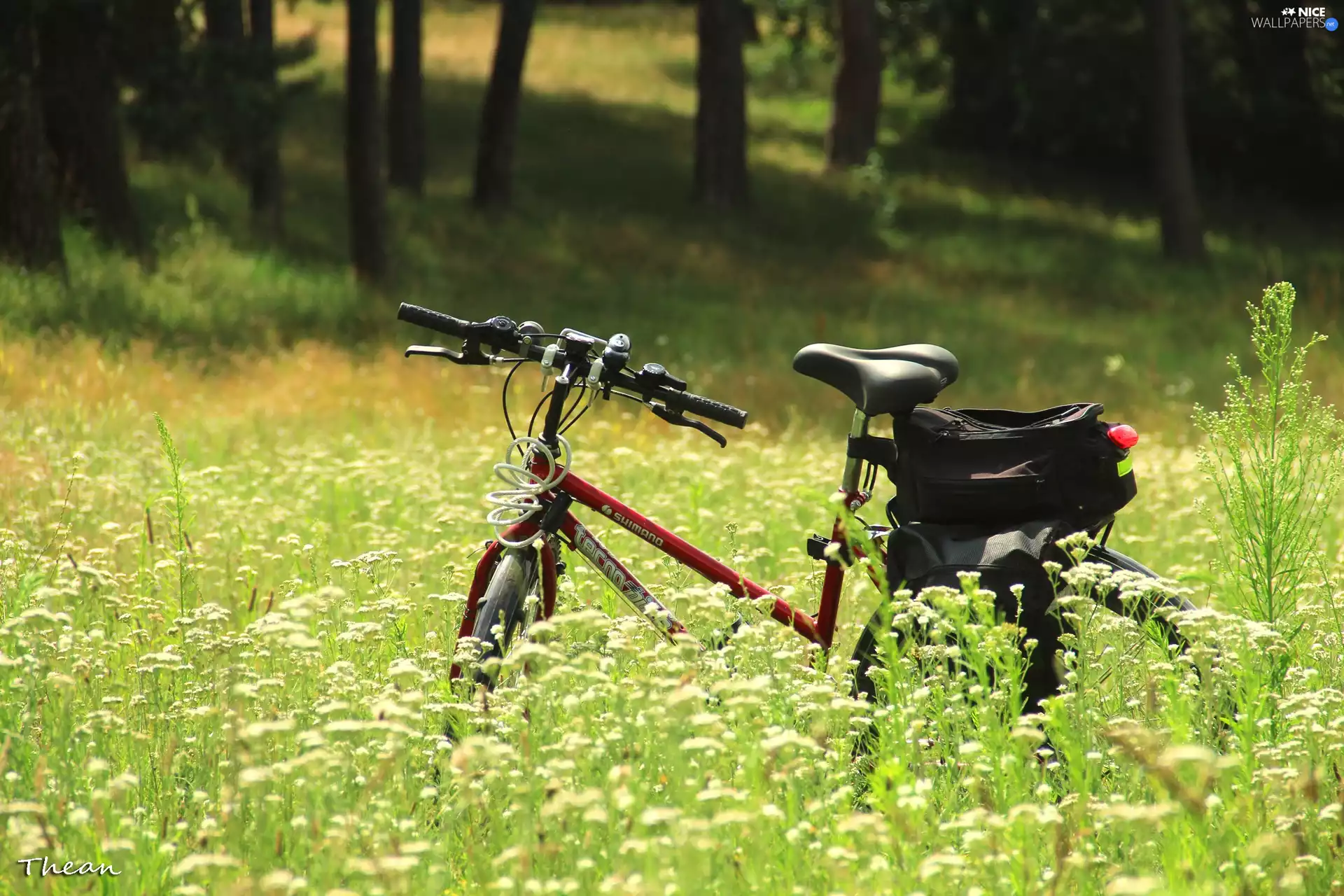 Bike, Flowers, Wildflowers, Meadow