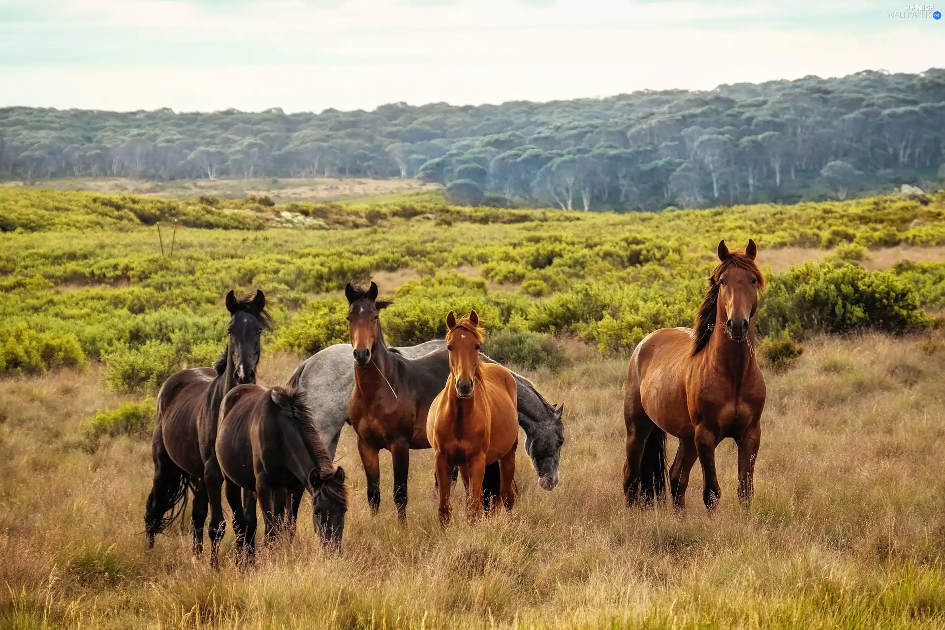 bloodstock, pasturage, forest, Meadow