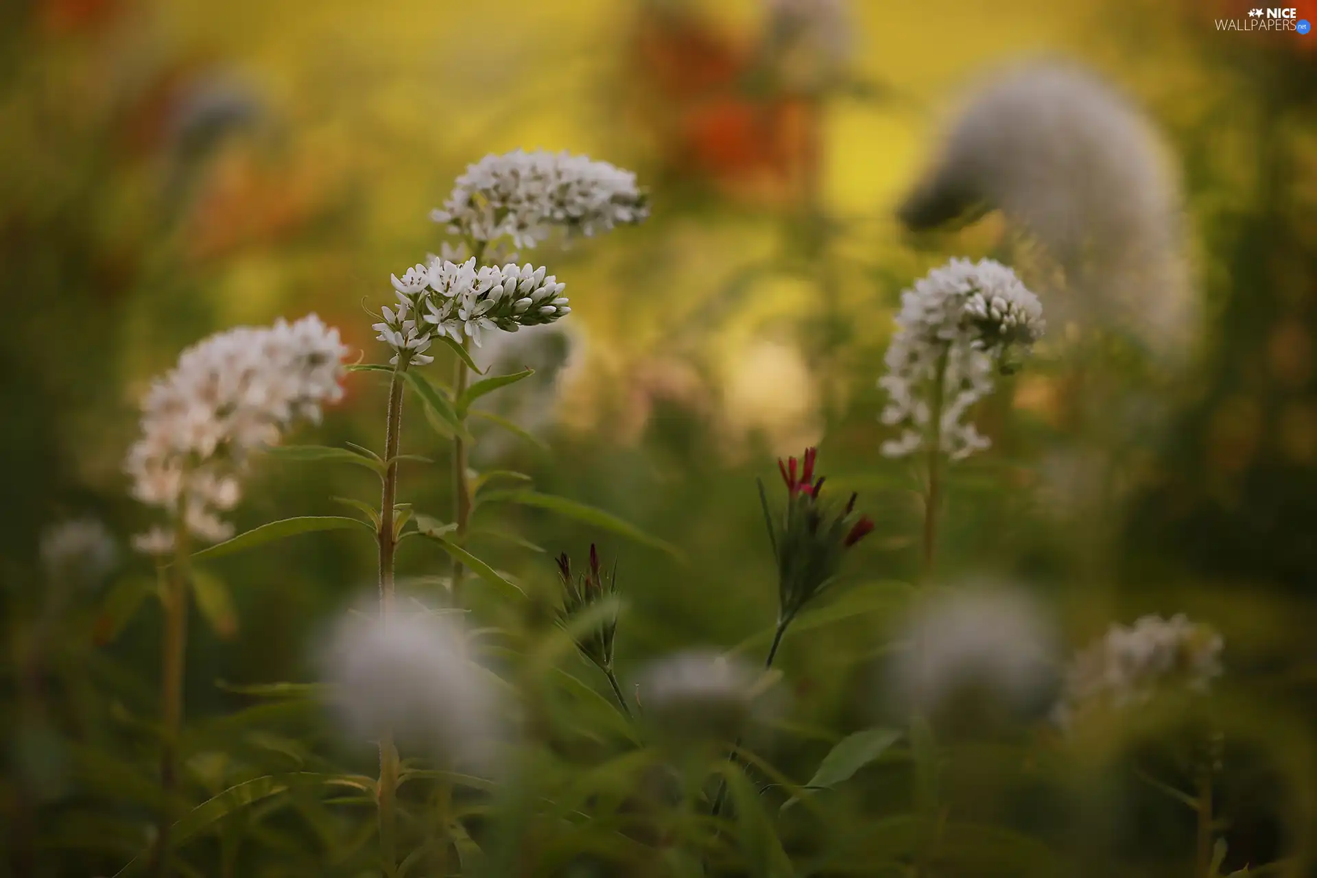blurry background, Flowers, Meadow