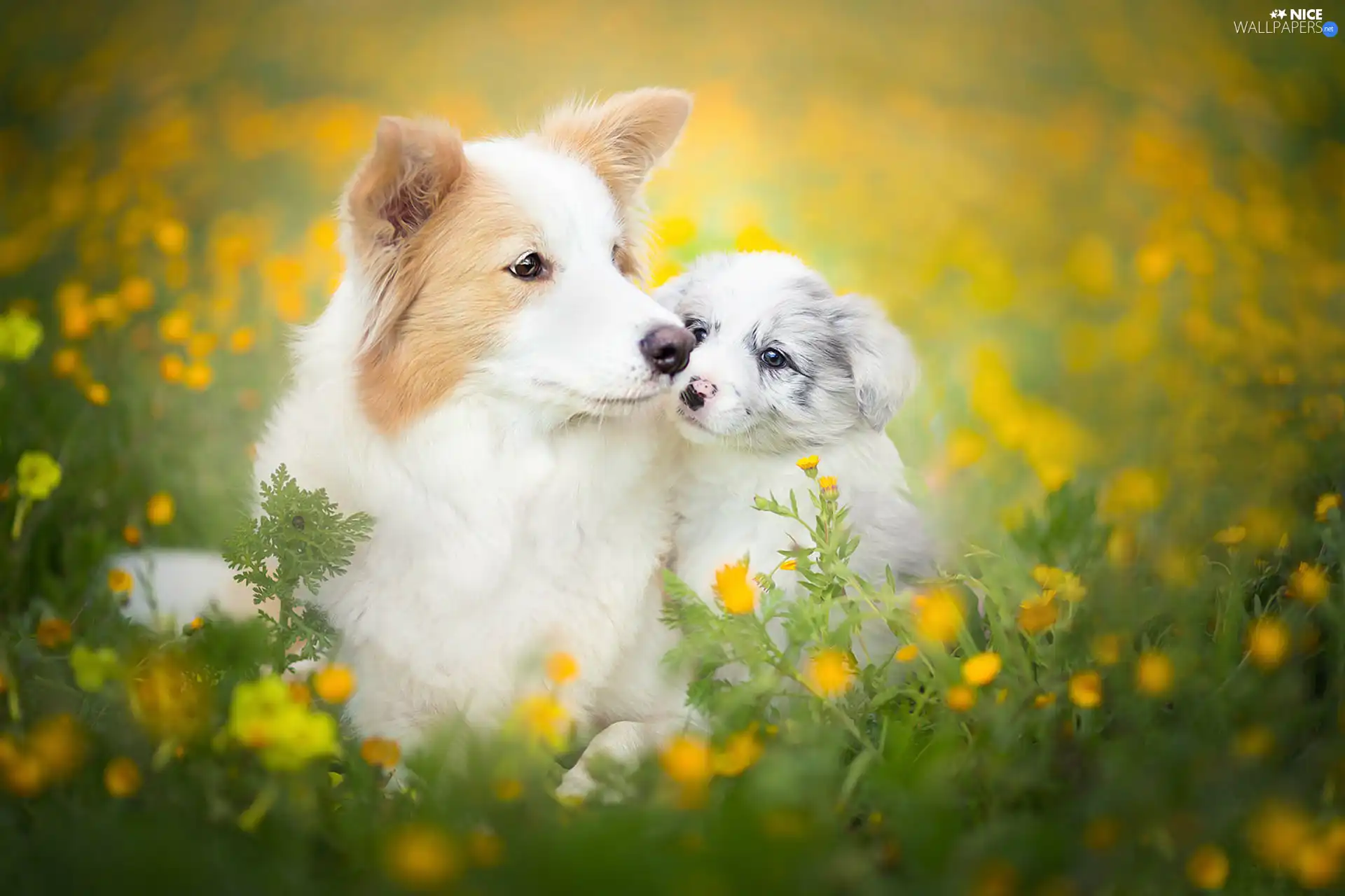 Meadow, Flowers, Border Collie, Spring, Dogs