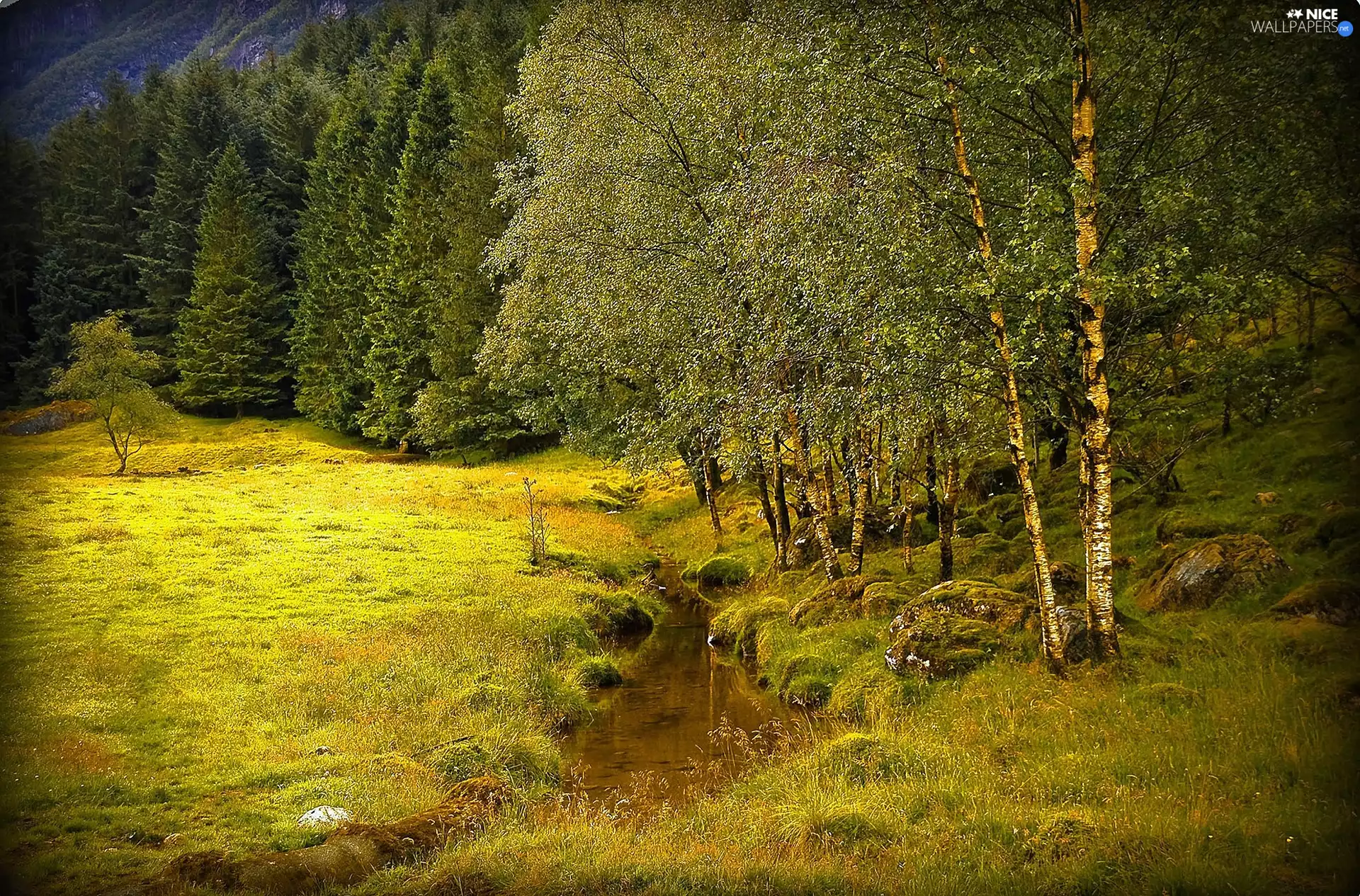 stream, birch, car in the meadow, forest, Meadow