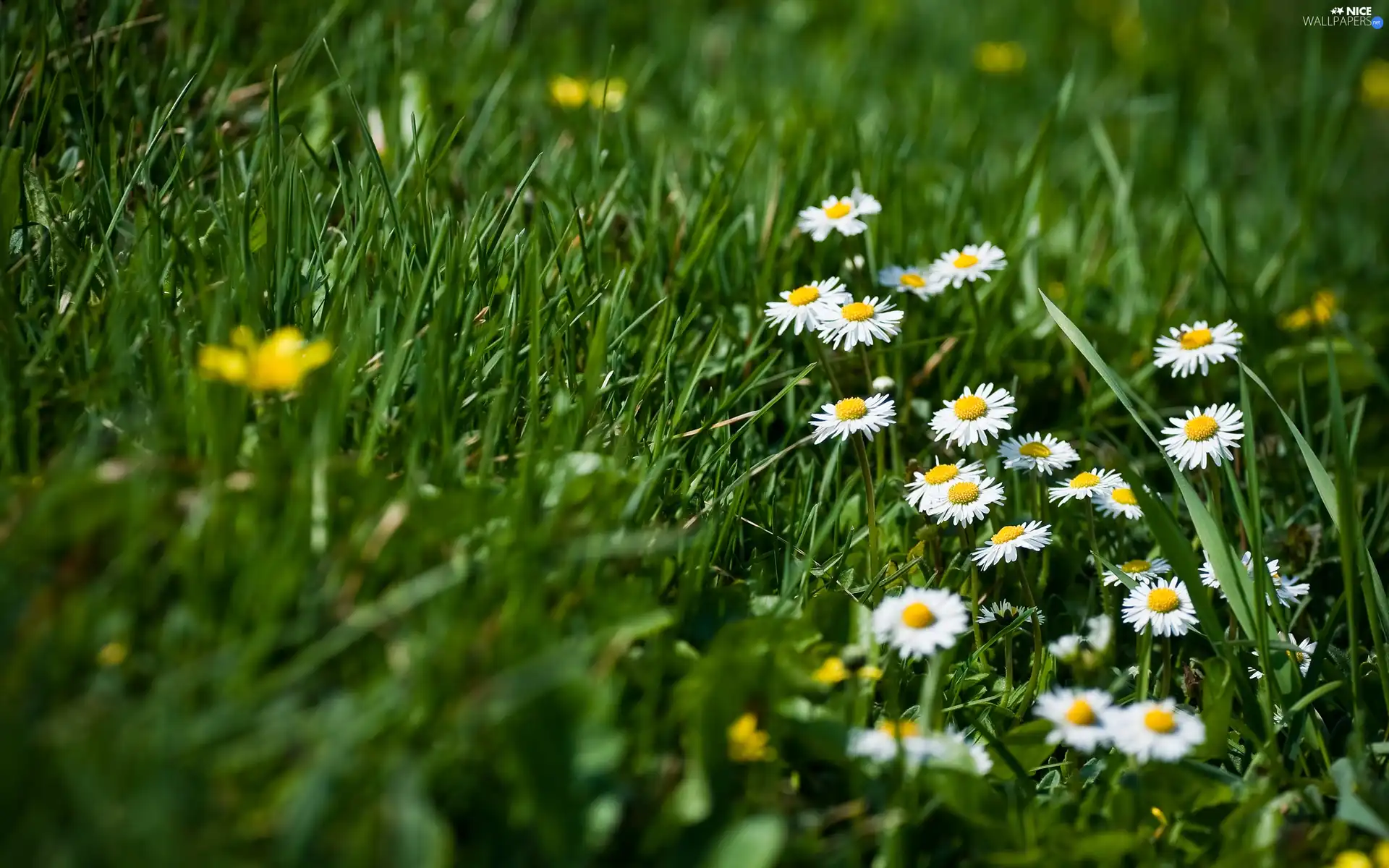 chamomile, Meadow