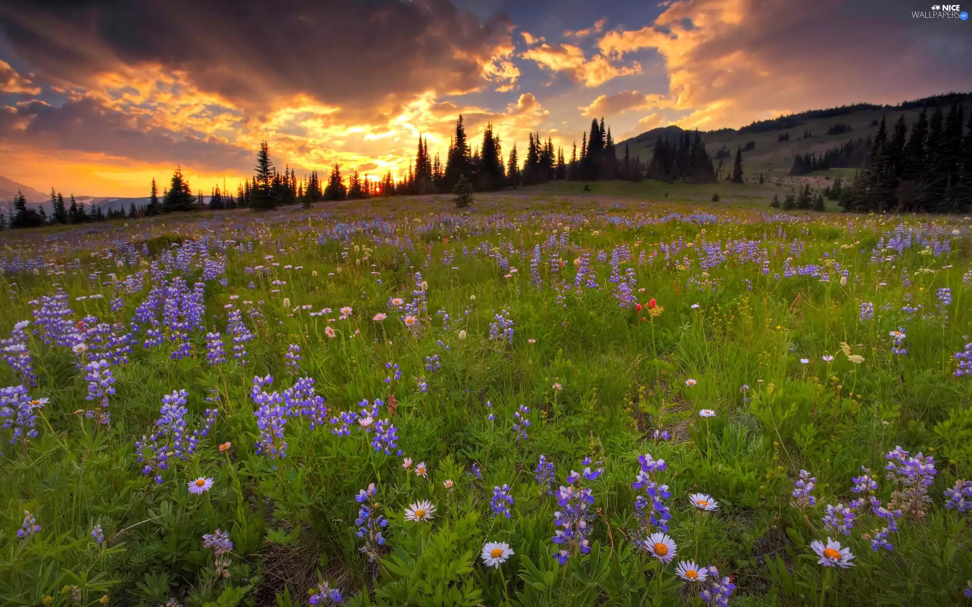 Spring, Meadow, clouds, forest, dark