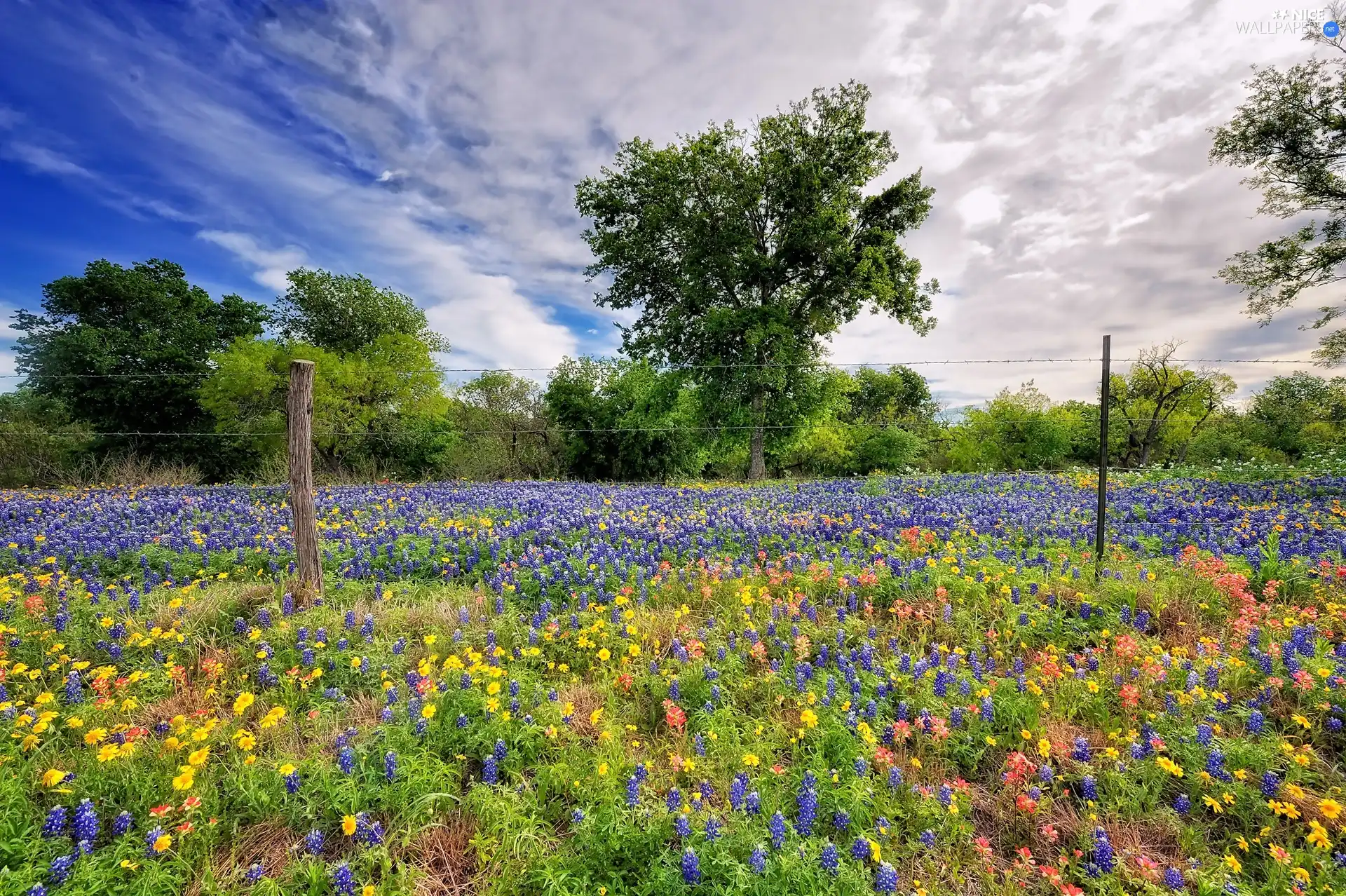 fence, trees, Meadow, clouds, Flowered, viewes