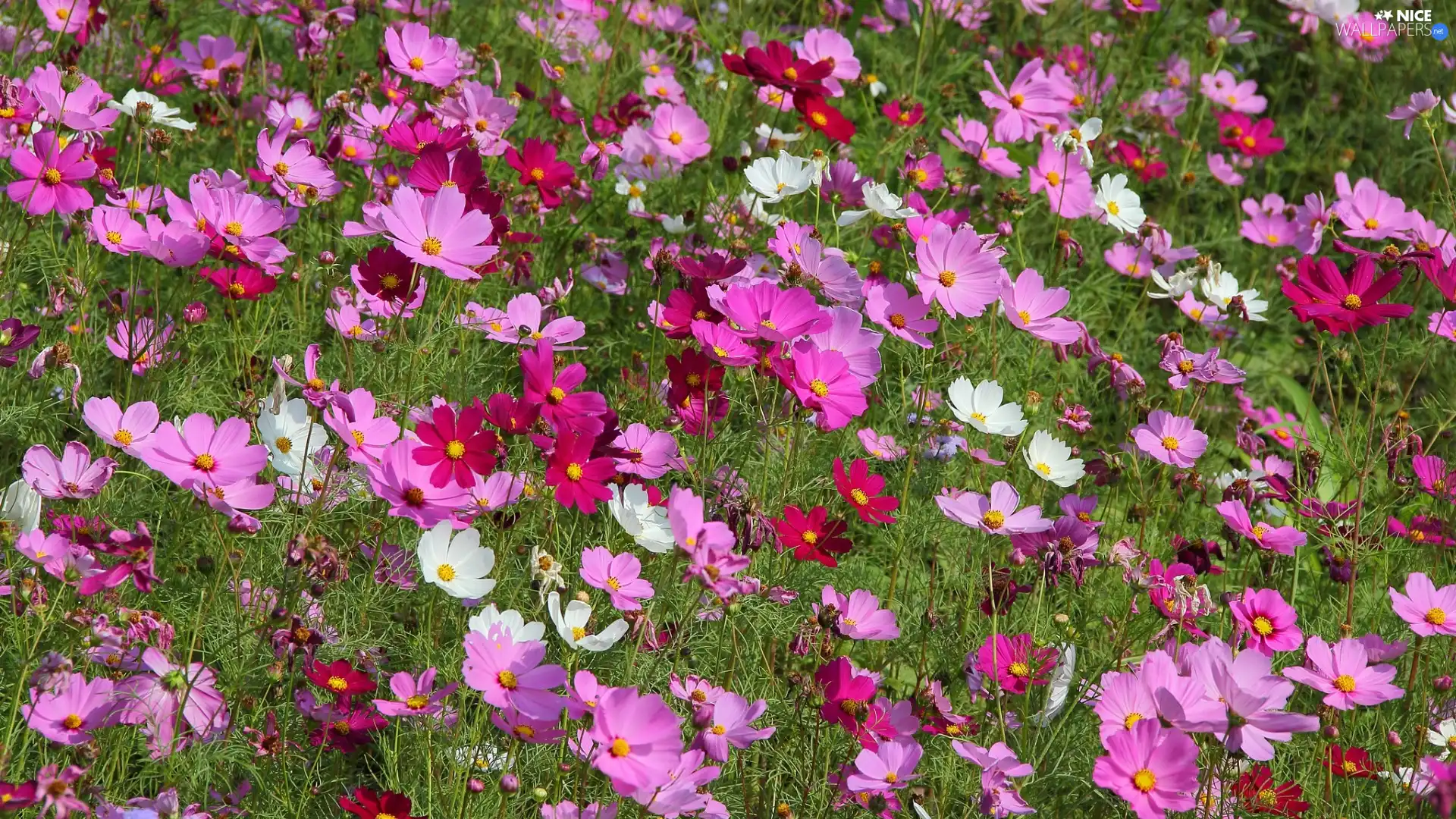 color, Cosmos, Meadow, Flowers