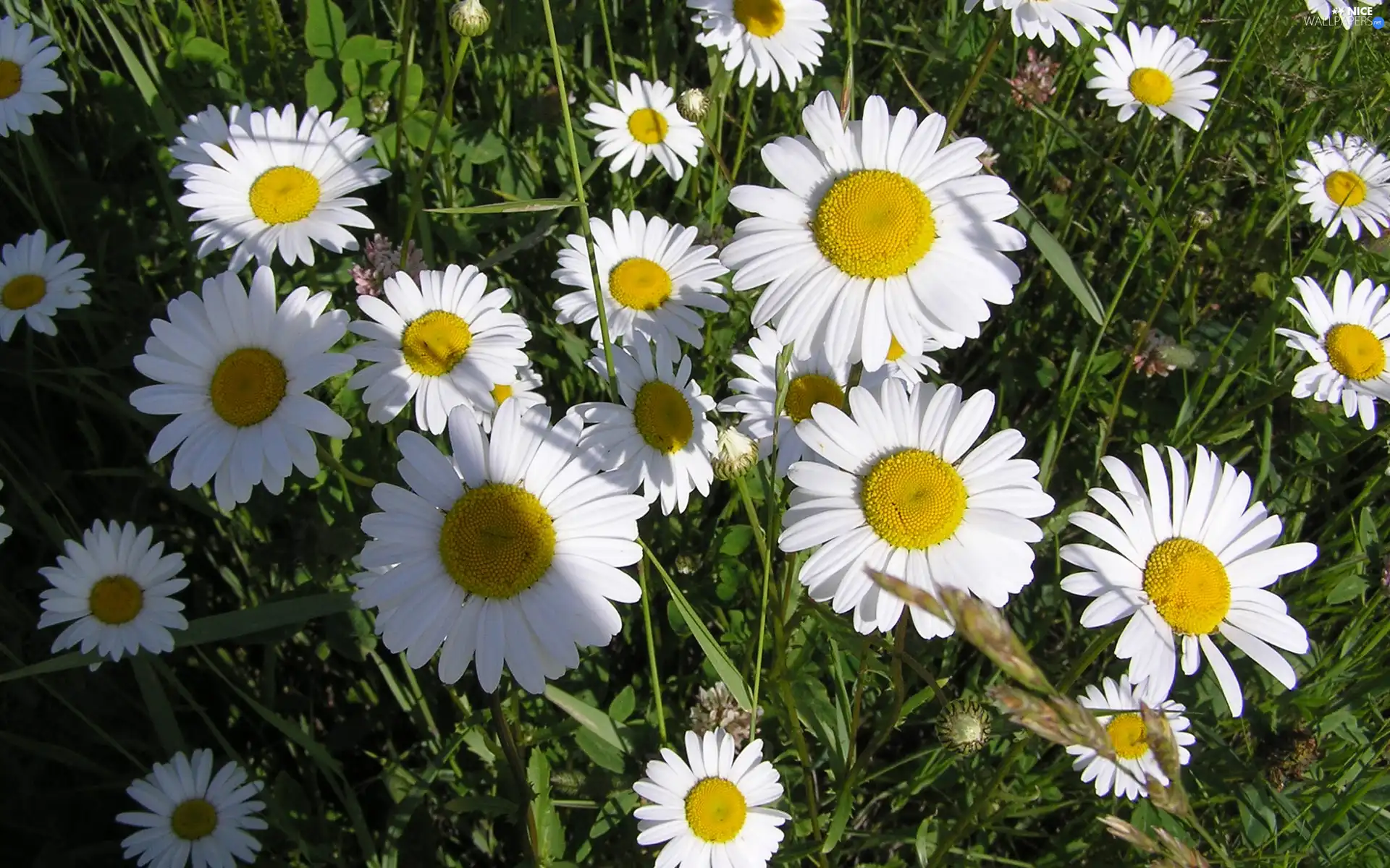 daisies, Meadow