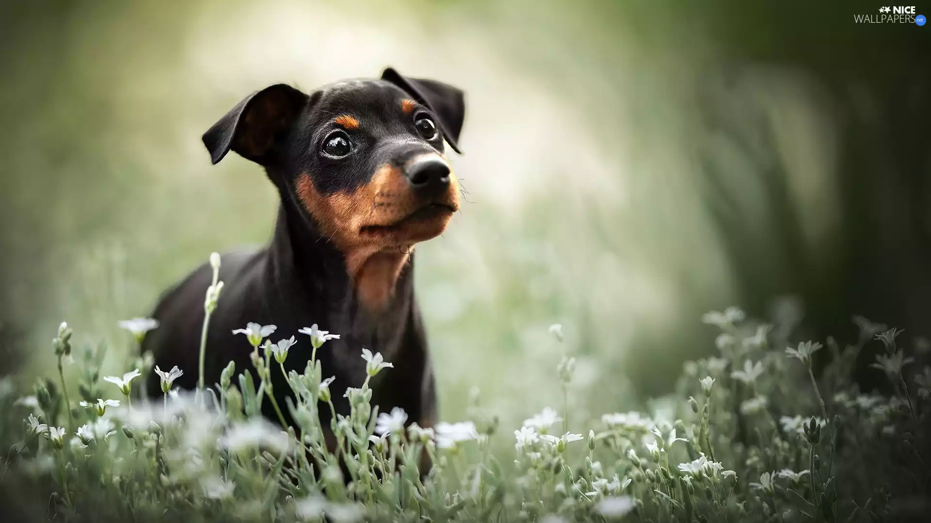 dog, Flowers, blur, Meadow