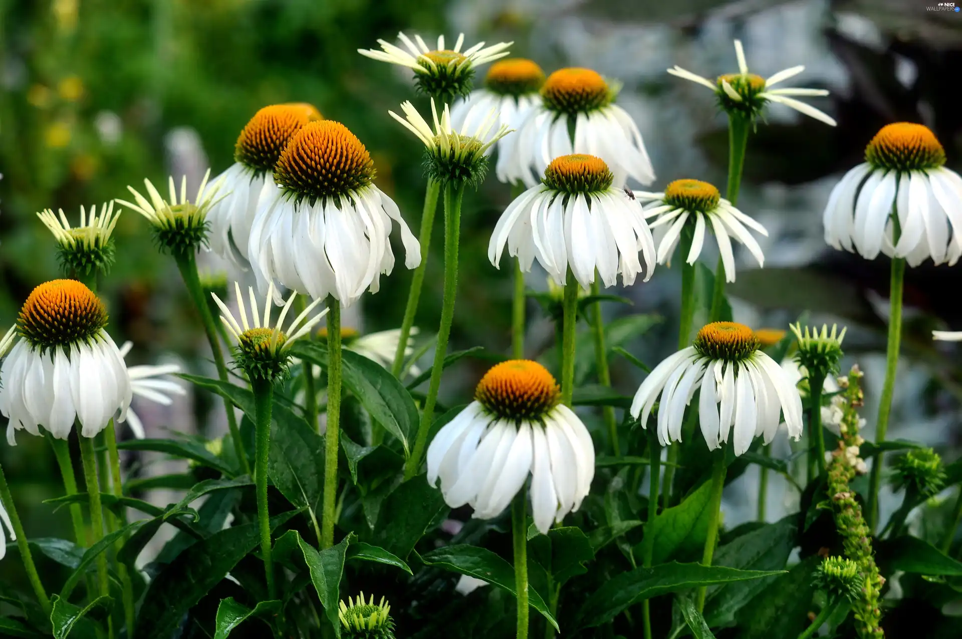 Meadow, Flowers, echinacea