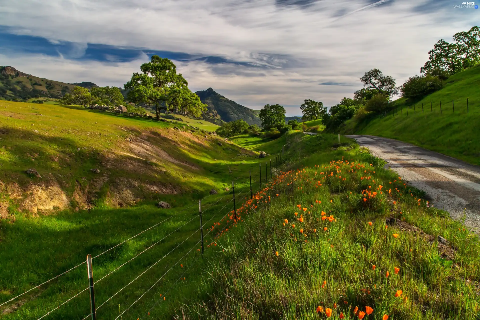 Way, The Hills, Meadow, papavers, luminosity, shadow, sun, flash, ligh