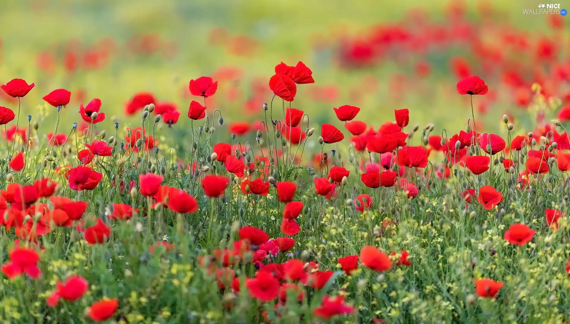 Flowers, papavers, blur, Meadow