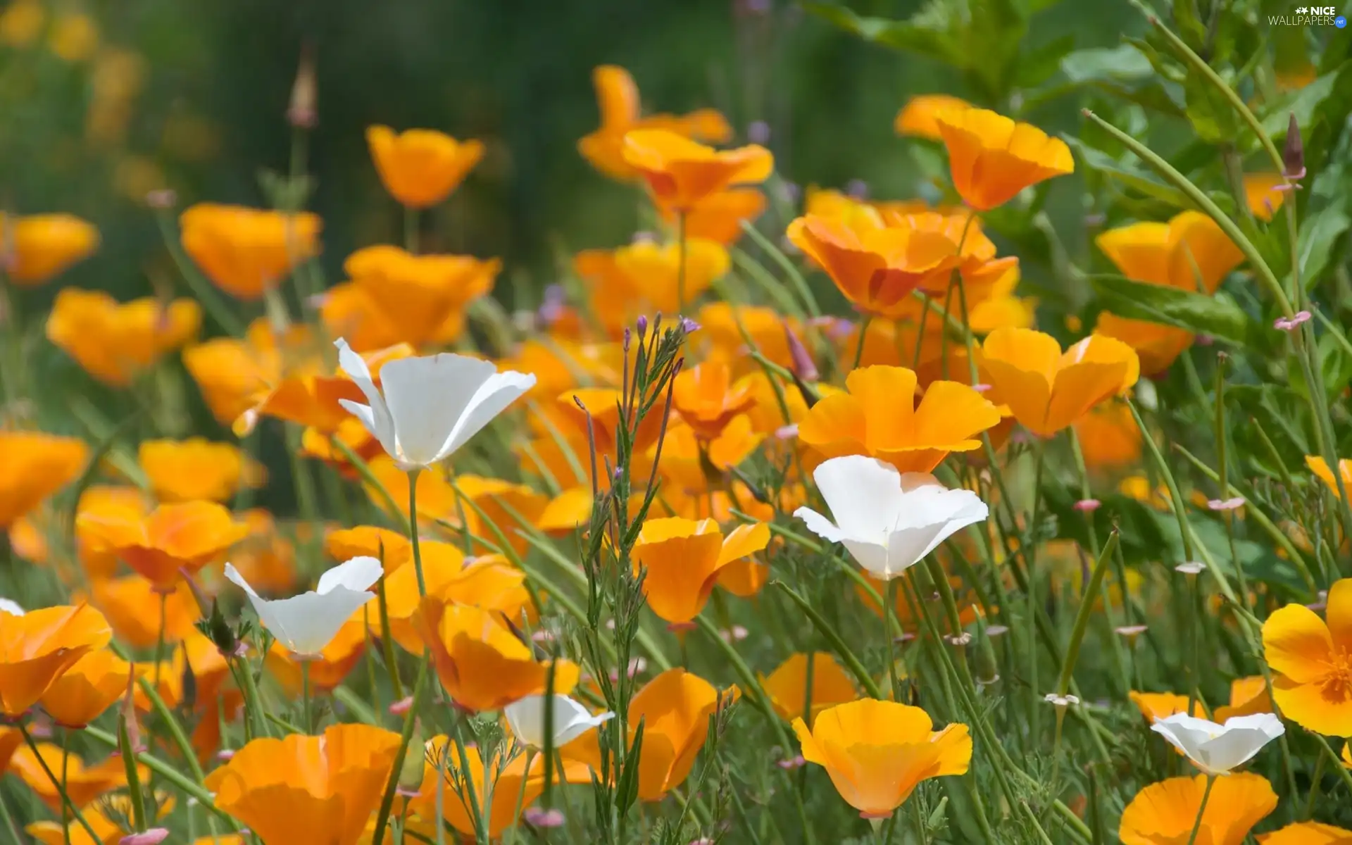 Flowers, White, Meadow, yellow