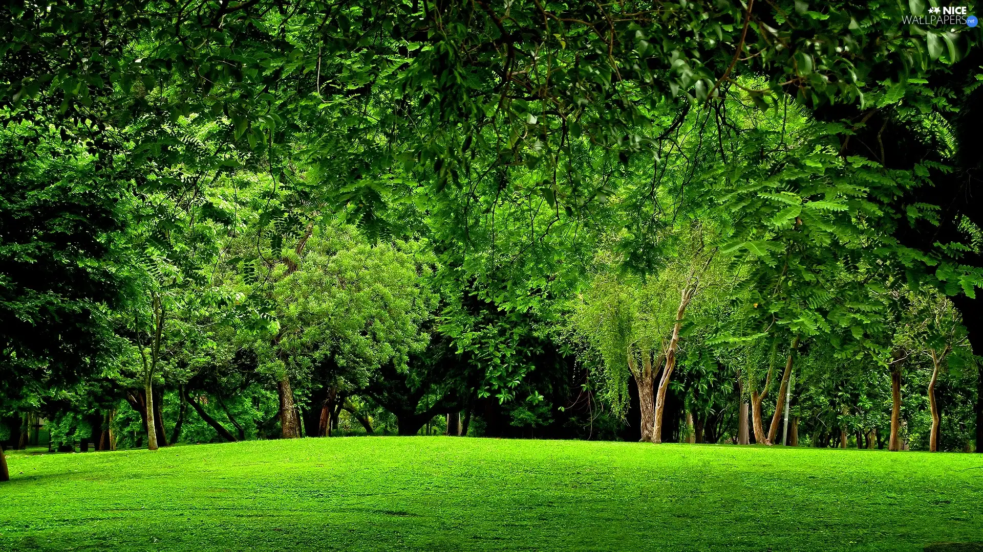 Meadow, Green, forest