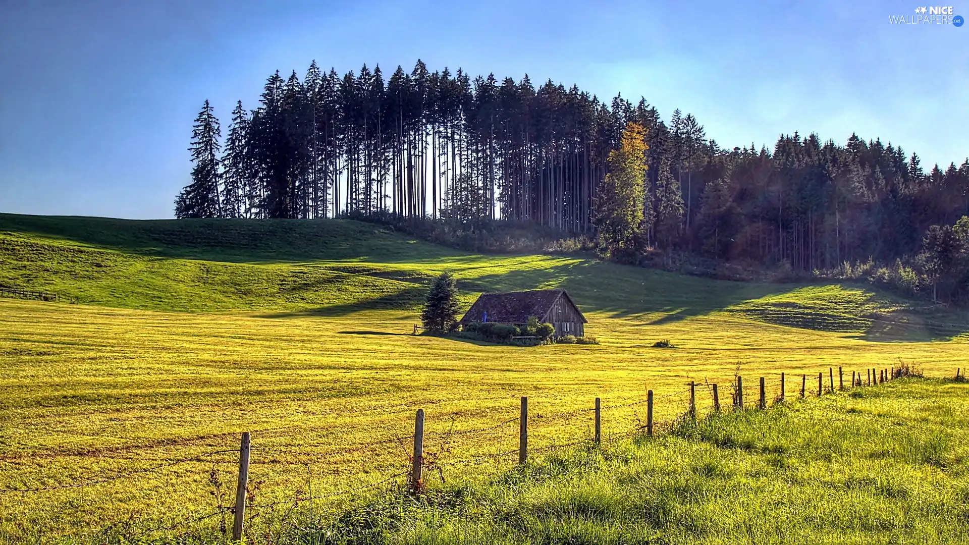 ligh, Field, forest, flash, house, summer, Meadow, luminosity, sun, Przebijające