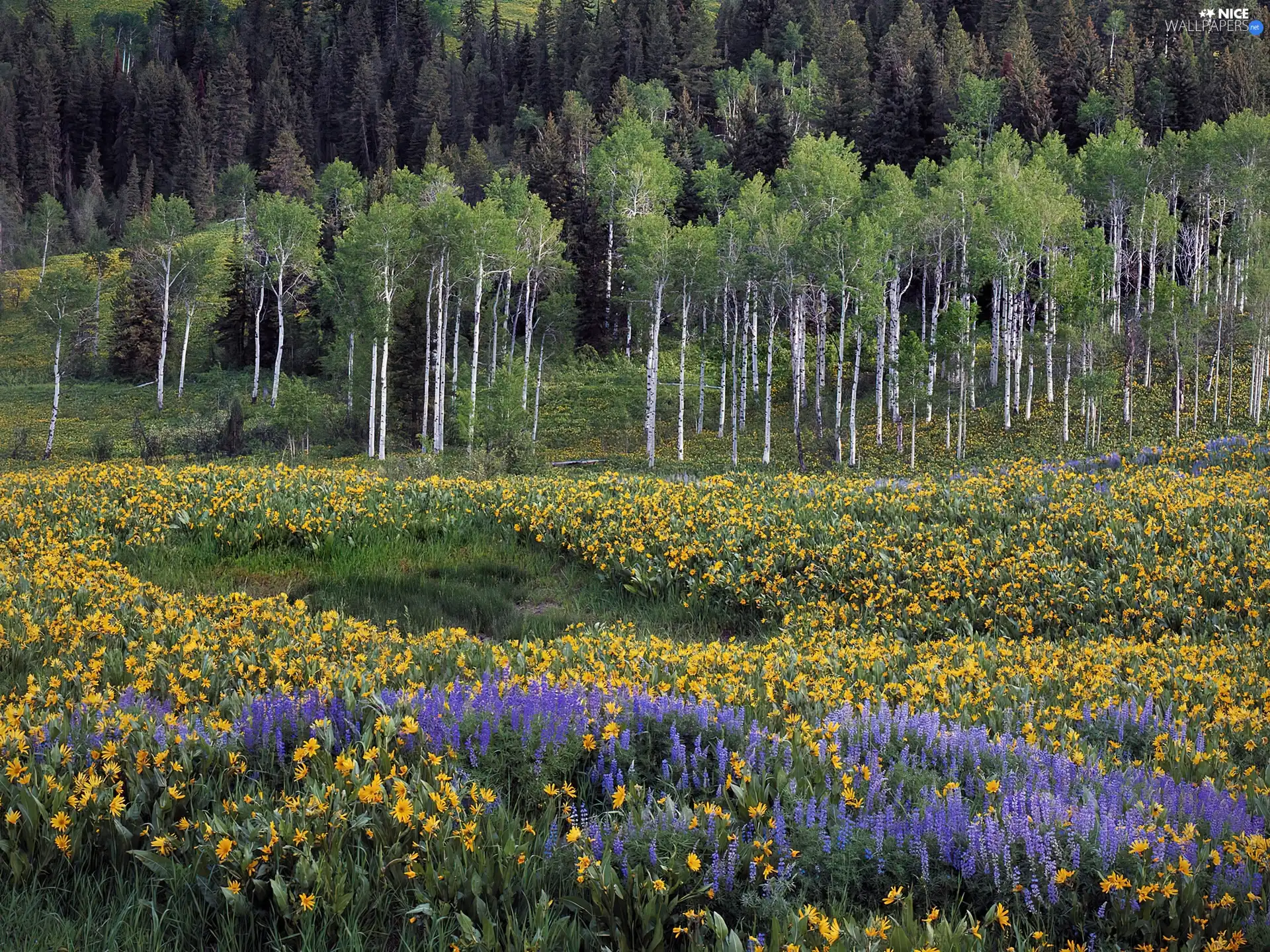 forest, Meadow