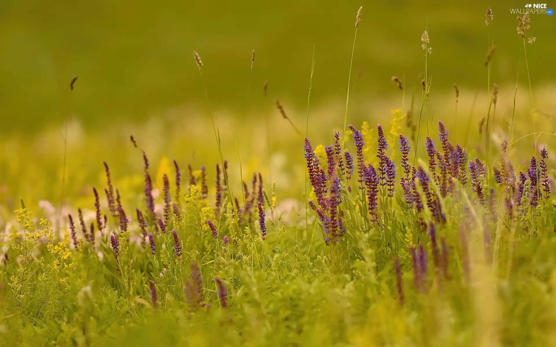 Meadow, grass, grass